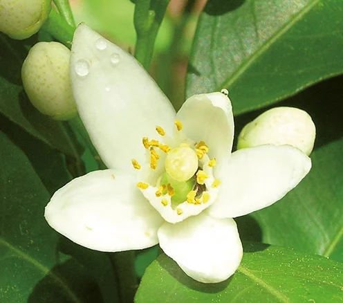 linda-hall-ingredients-neroli.jpg