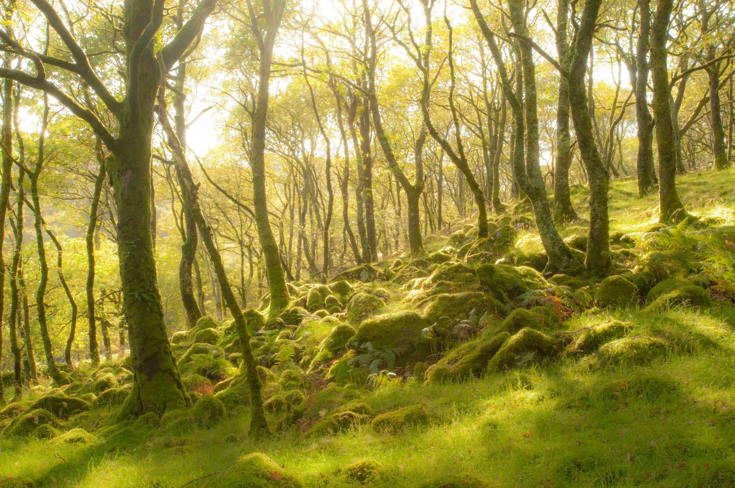 Soft spring atlantic wet wood