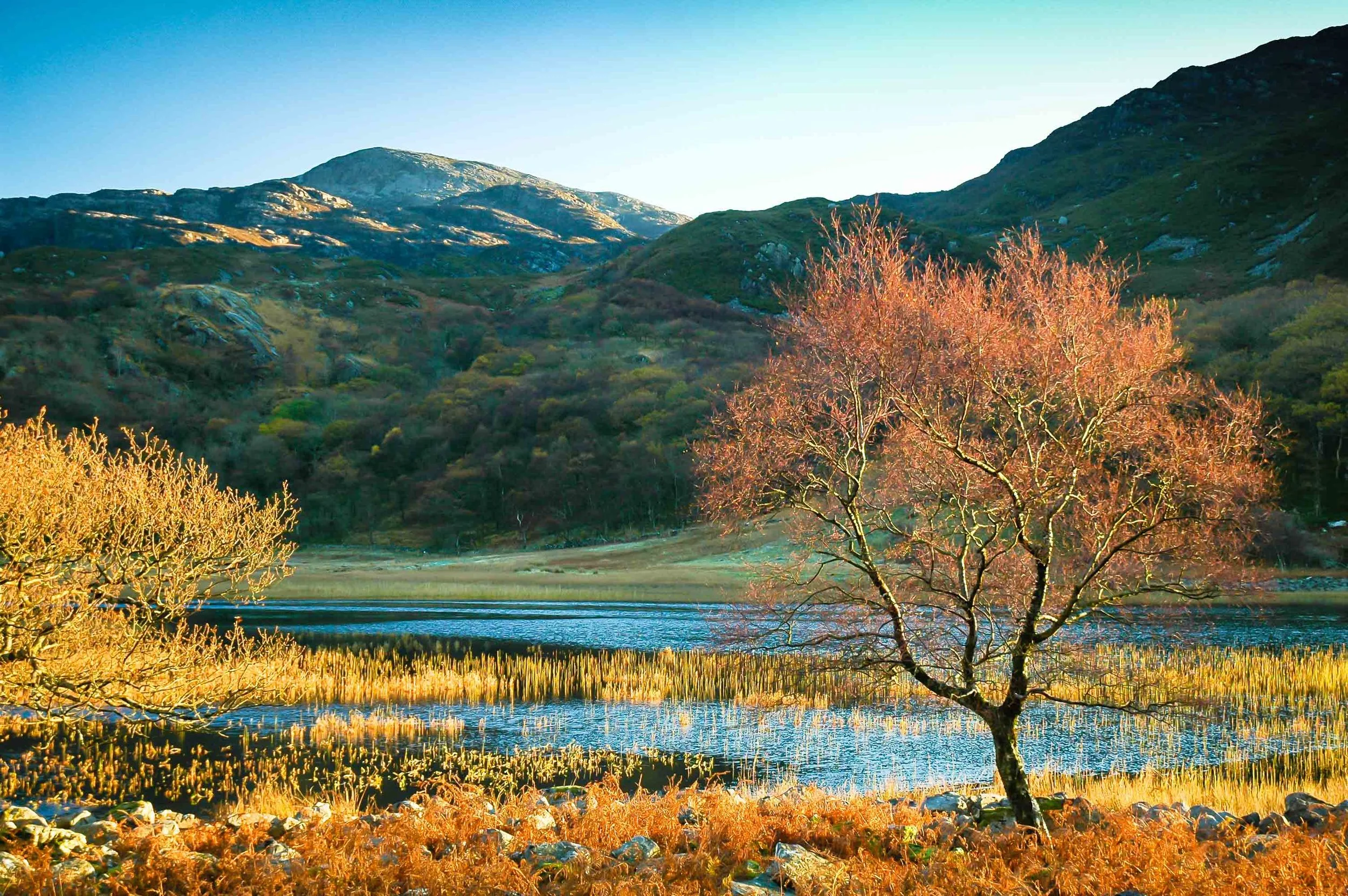 Fire leaves of autumn 