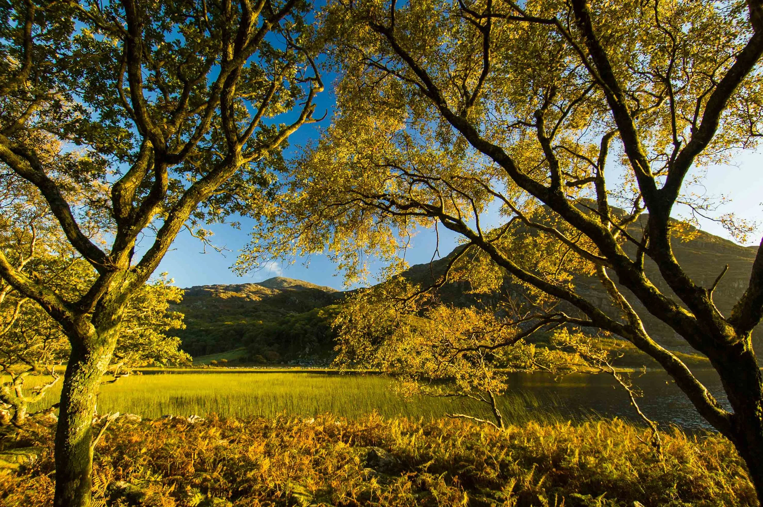 Autum evening with leaves