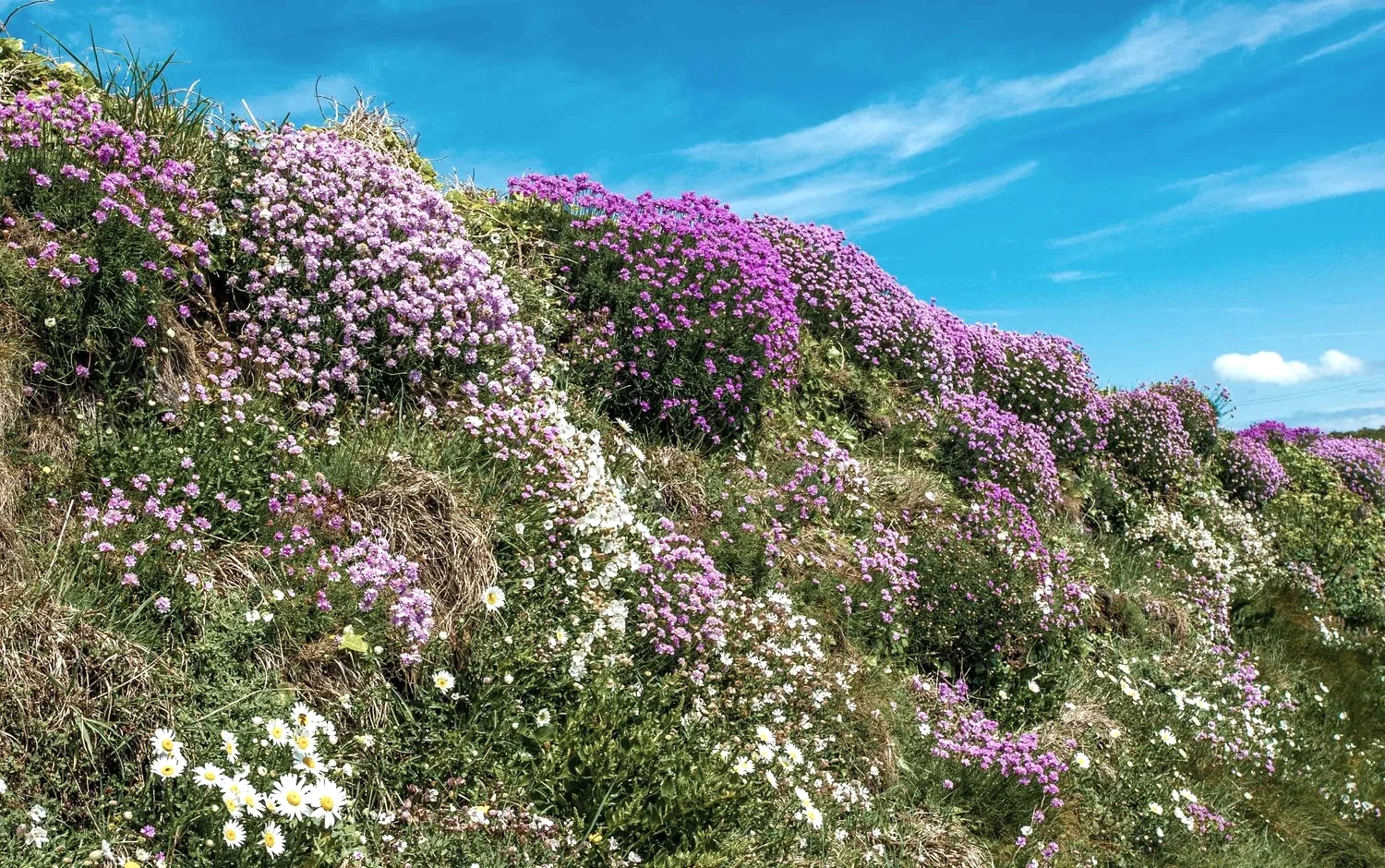Pink spring hedge bank