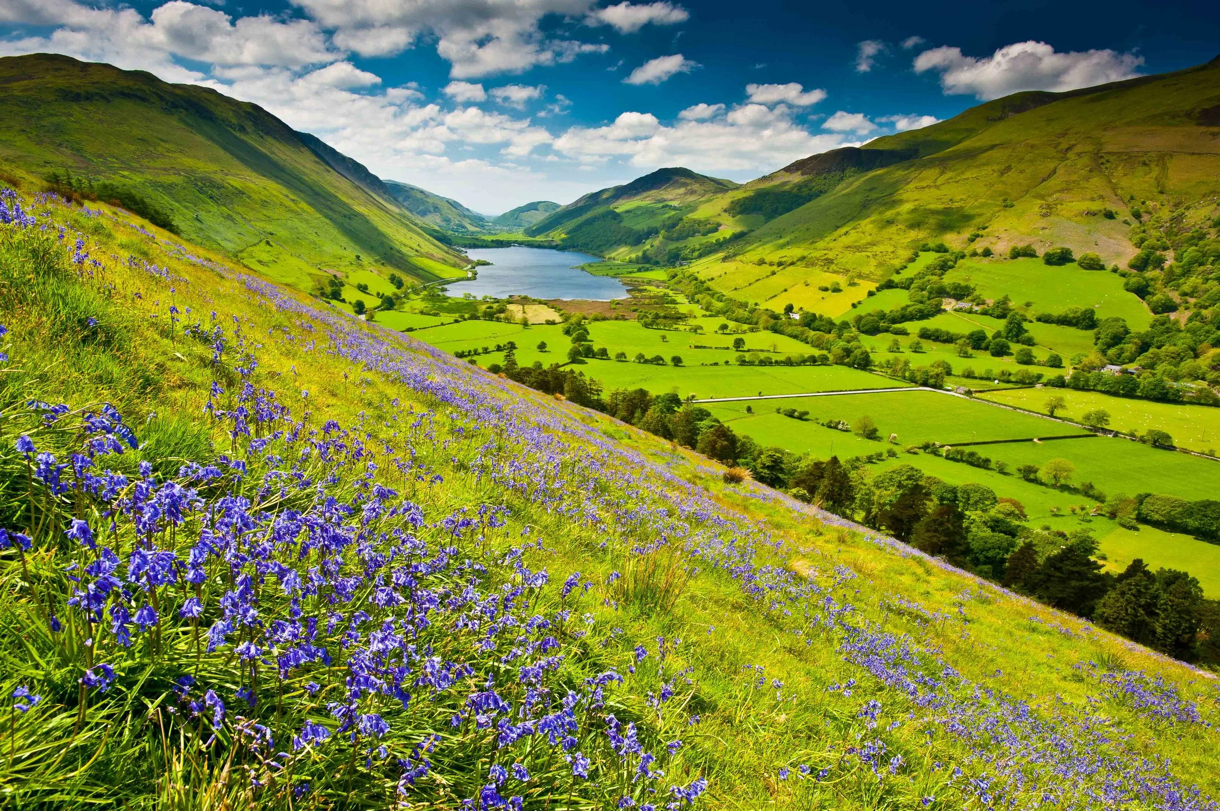 Bluebell fridd Tal-y-Llyn