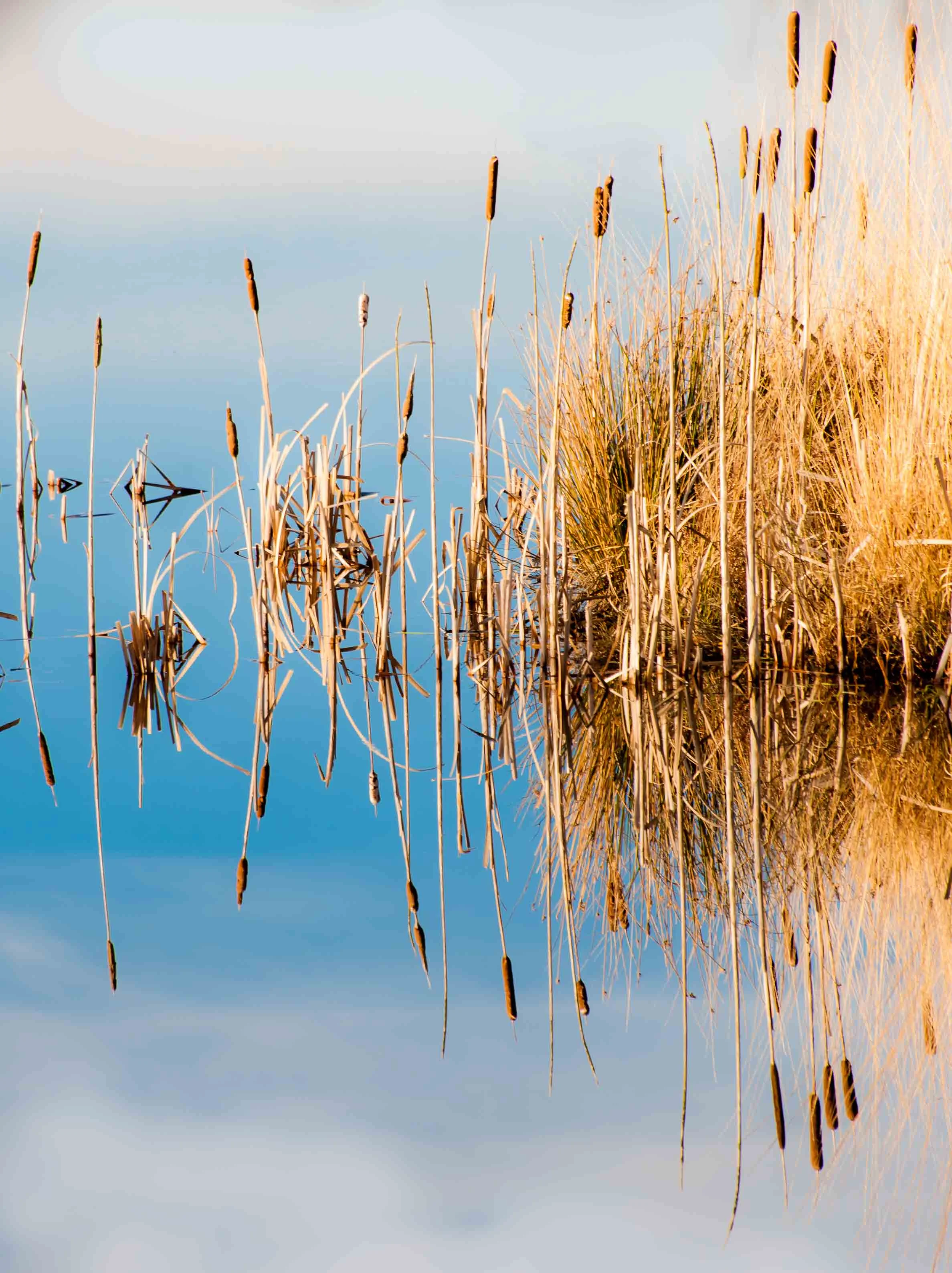Reflection in a bog pool