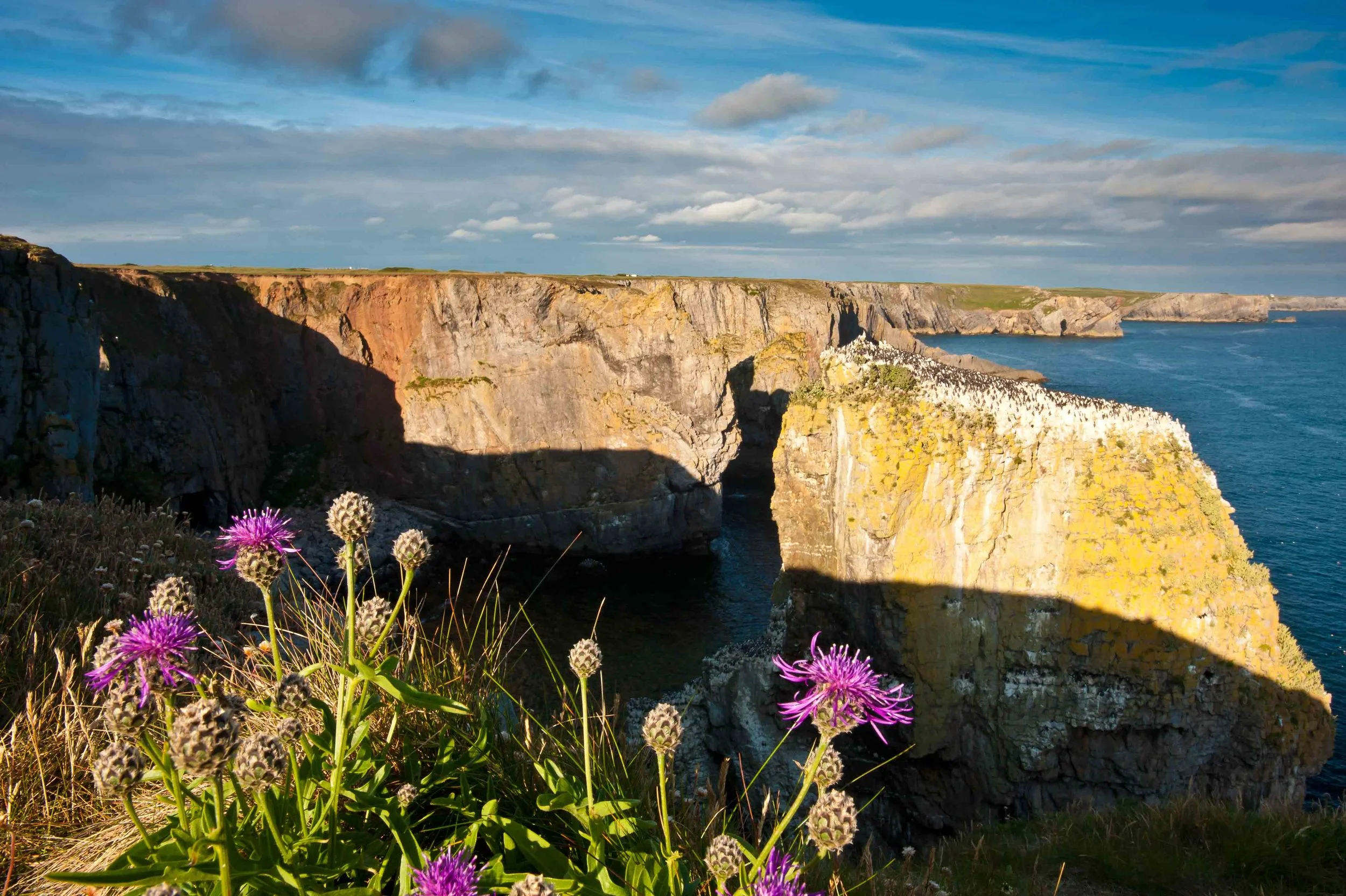 Knapweed stacks