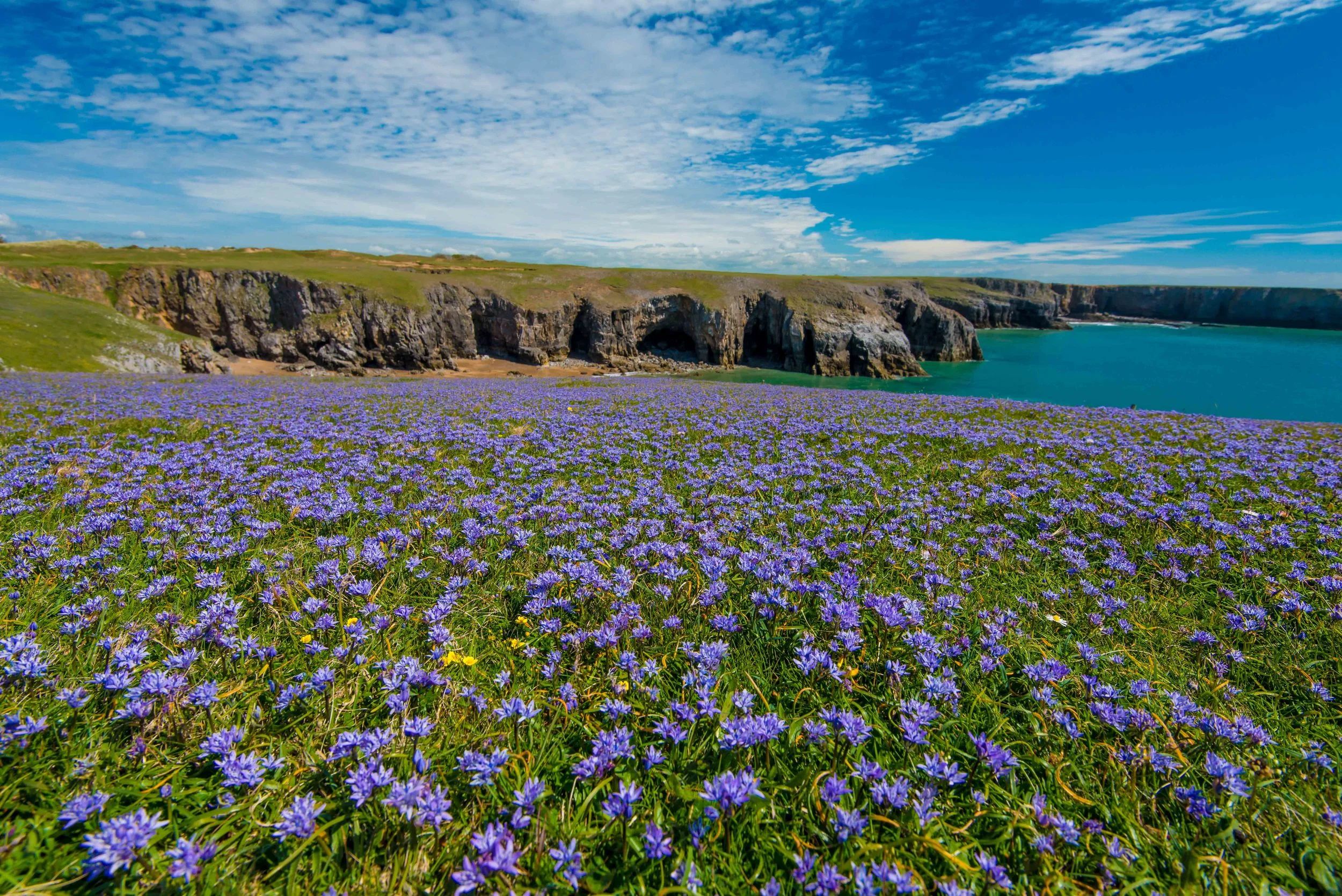Spring Squill  Scilla verna