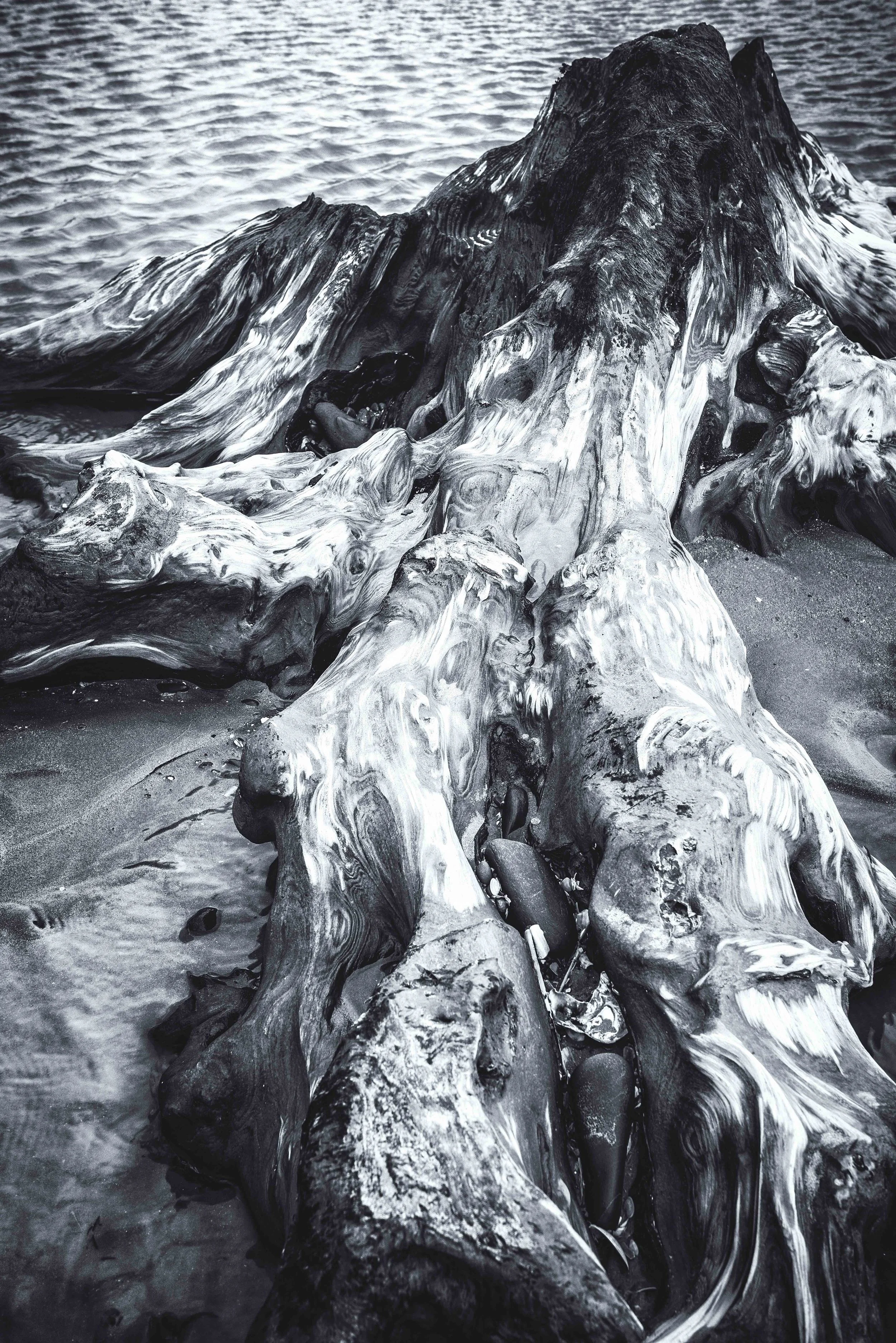 Submerged forest Ynyslas