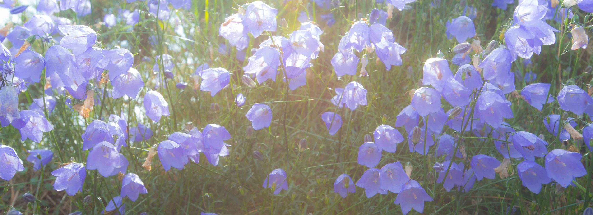 Harebells