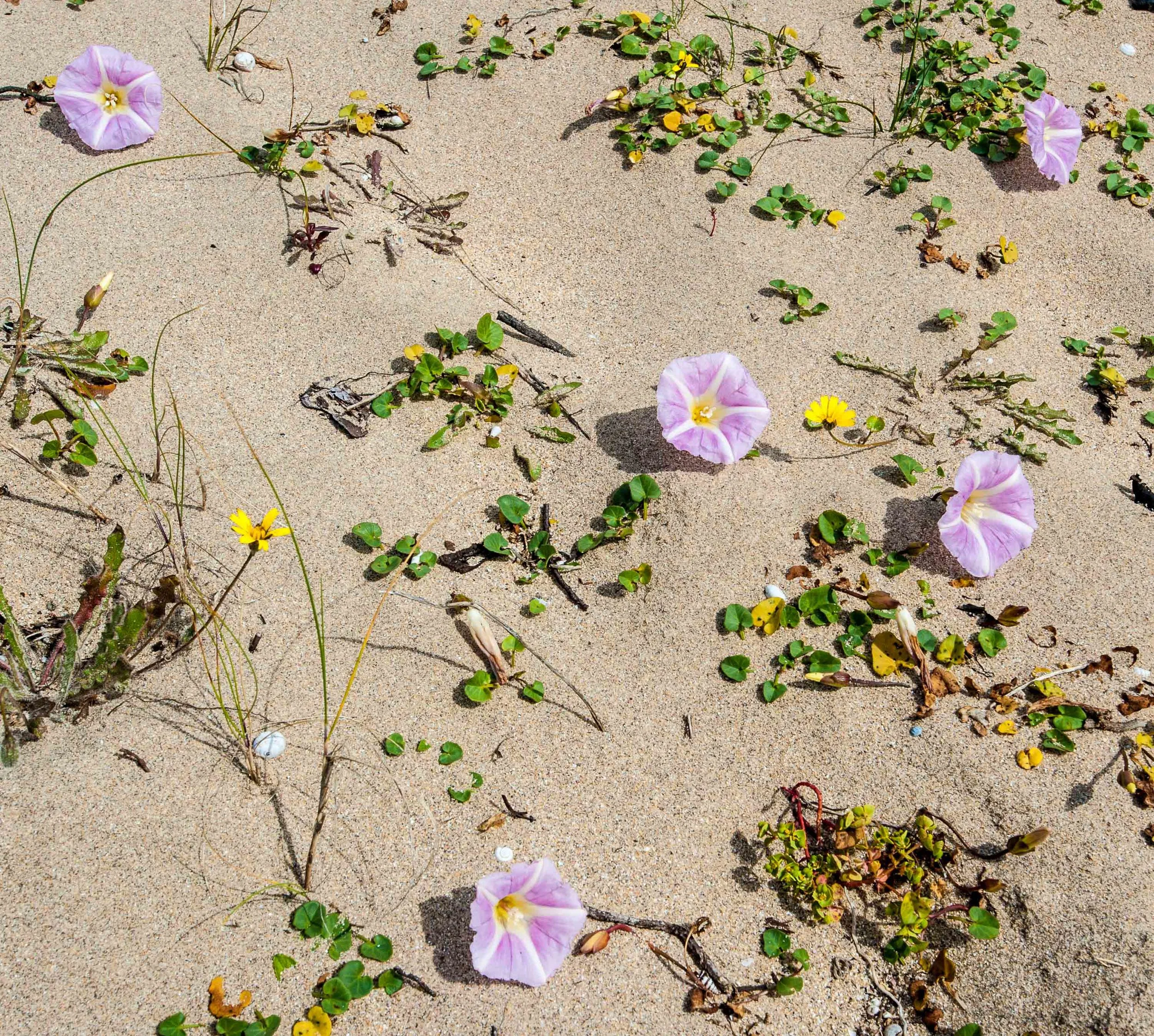 Sea Bindweed