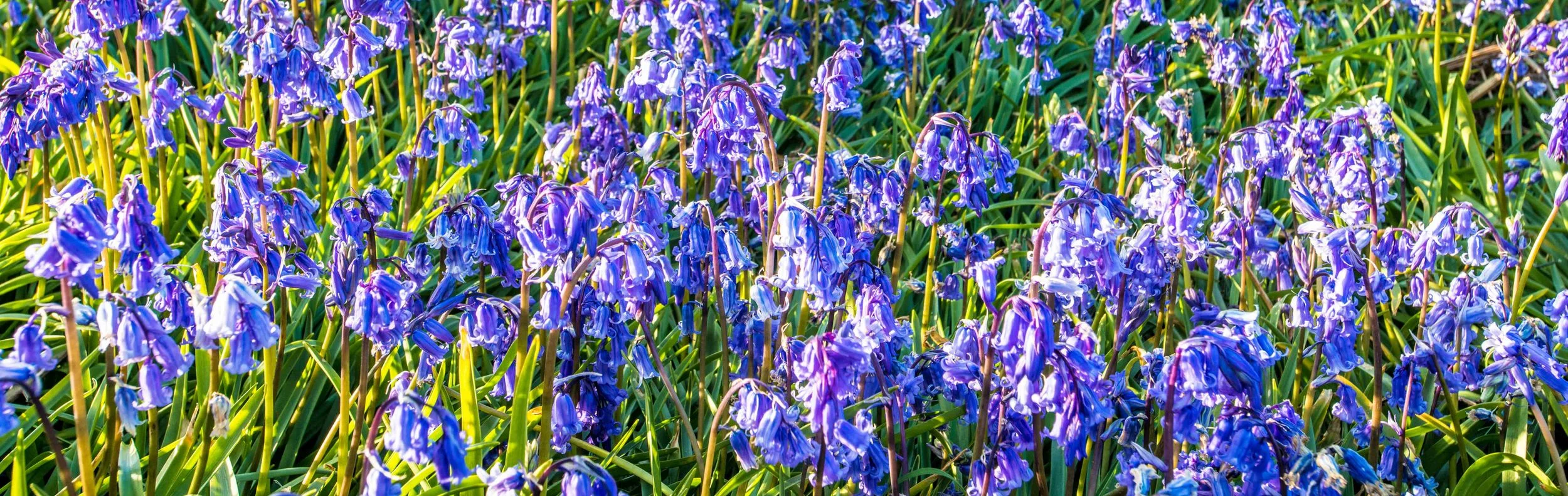 Bluebells