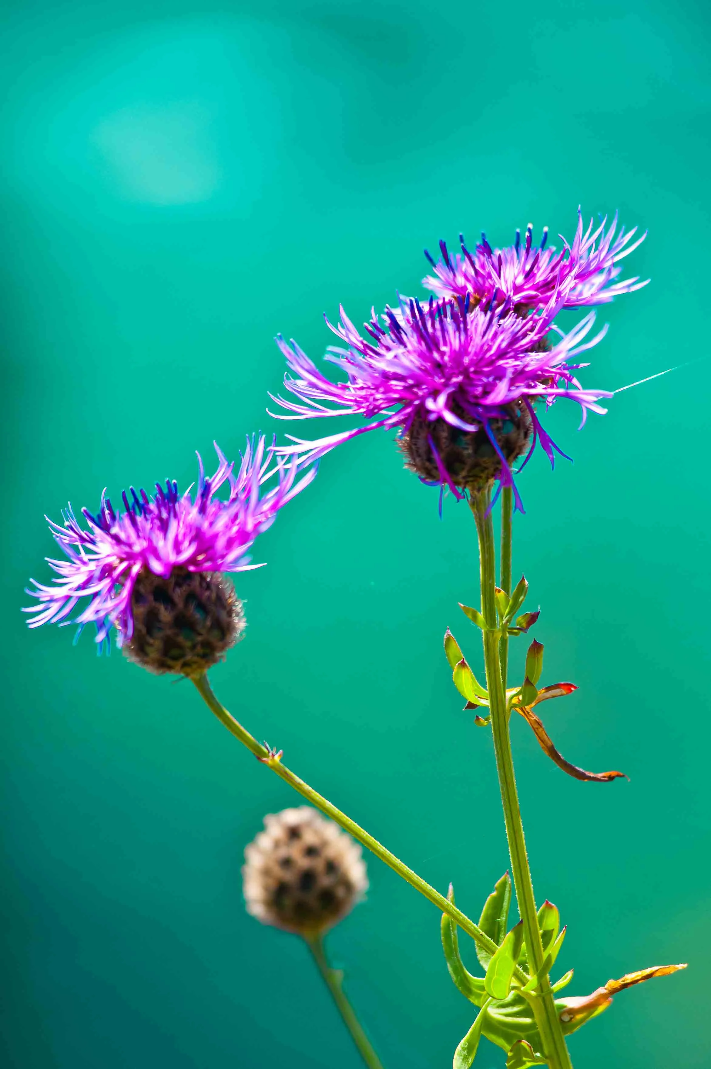 Knapweed  Turquoise