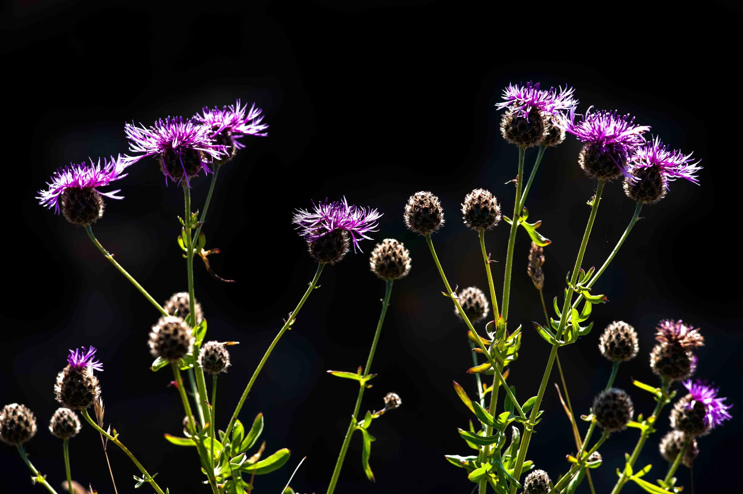 Greater knapweed