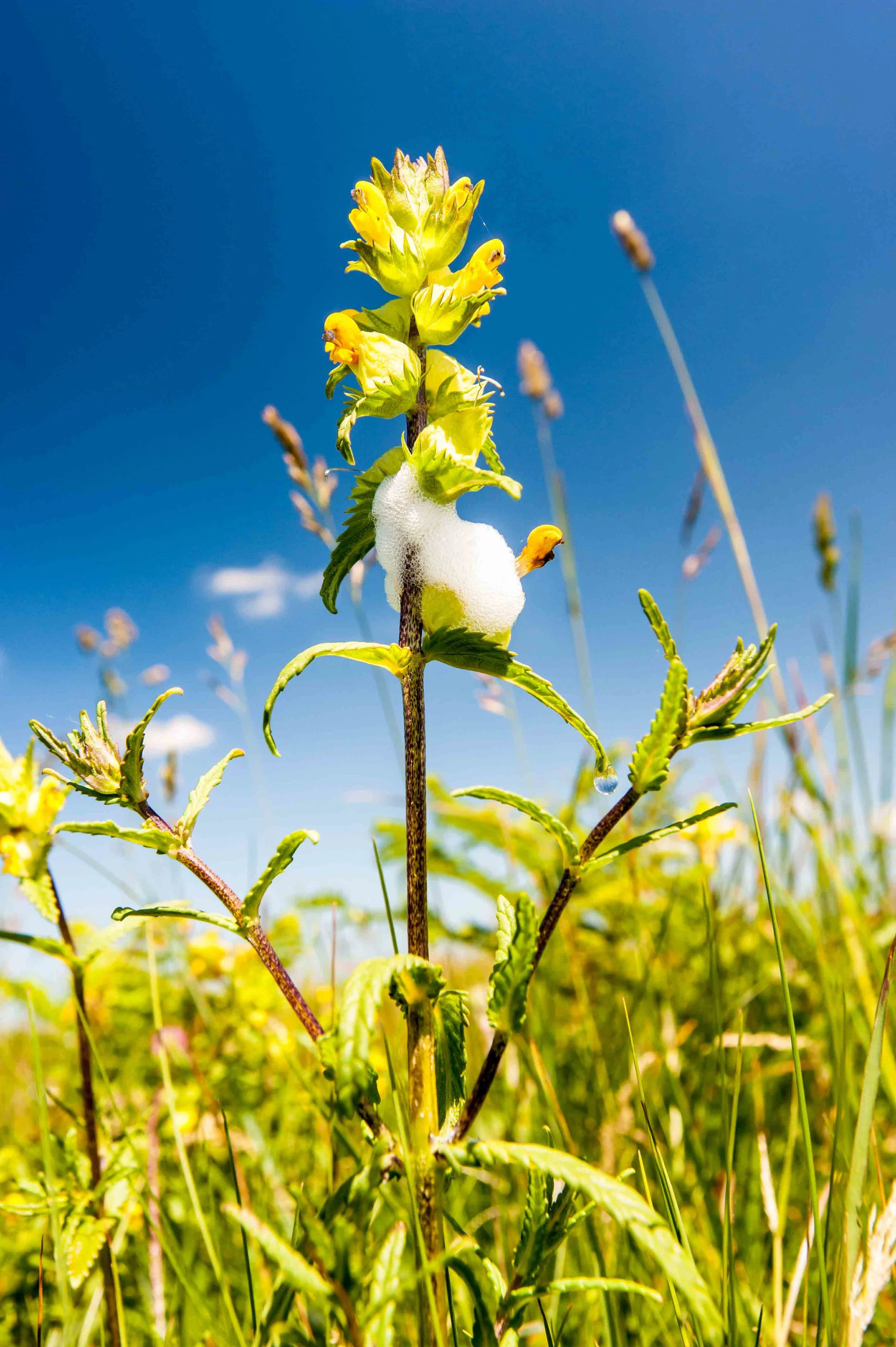 Yellow rattle