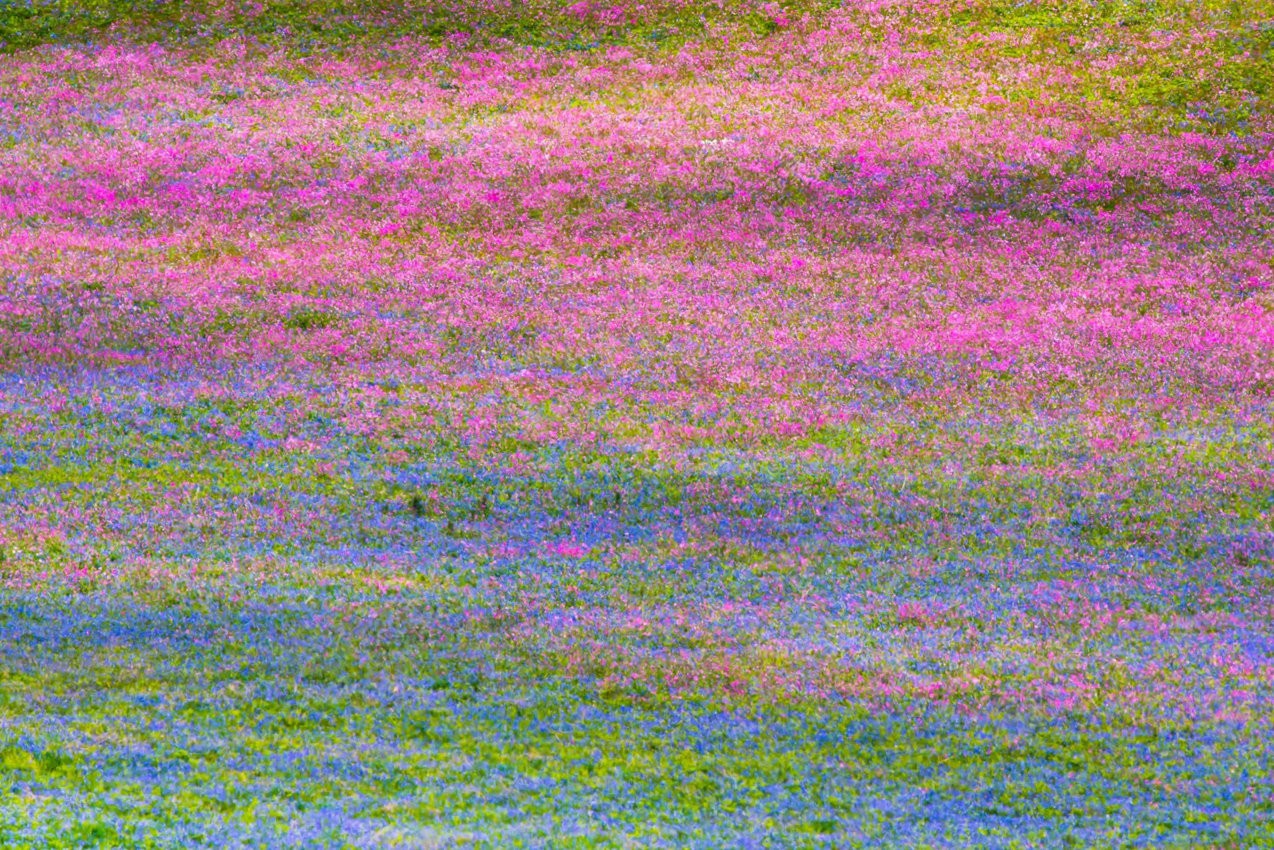 Cool blue warm pink - Bluebells and Red campion
