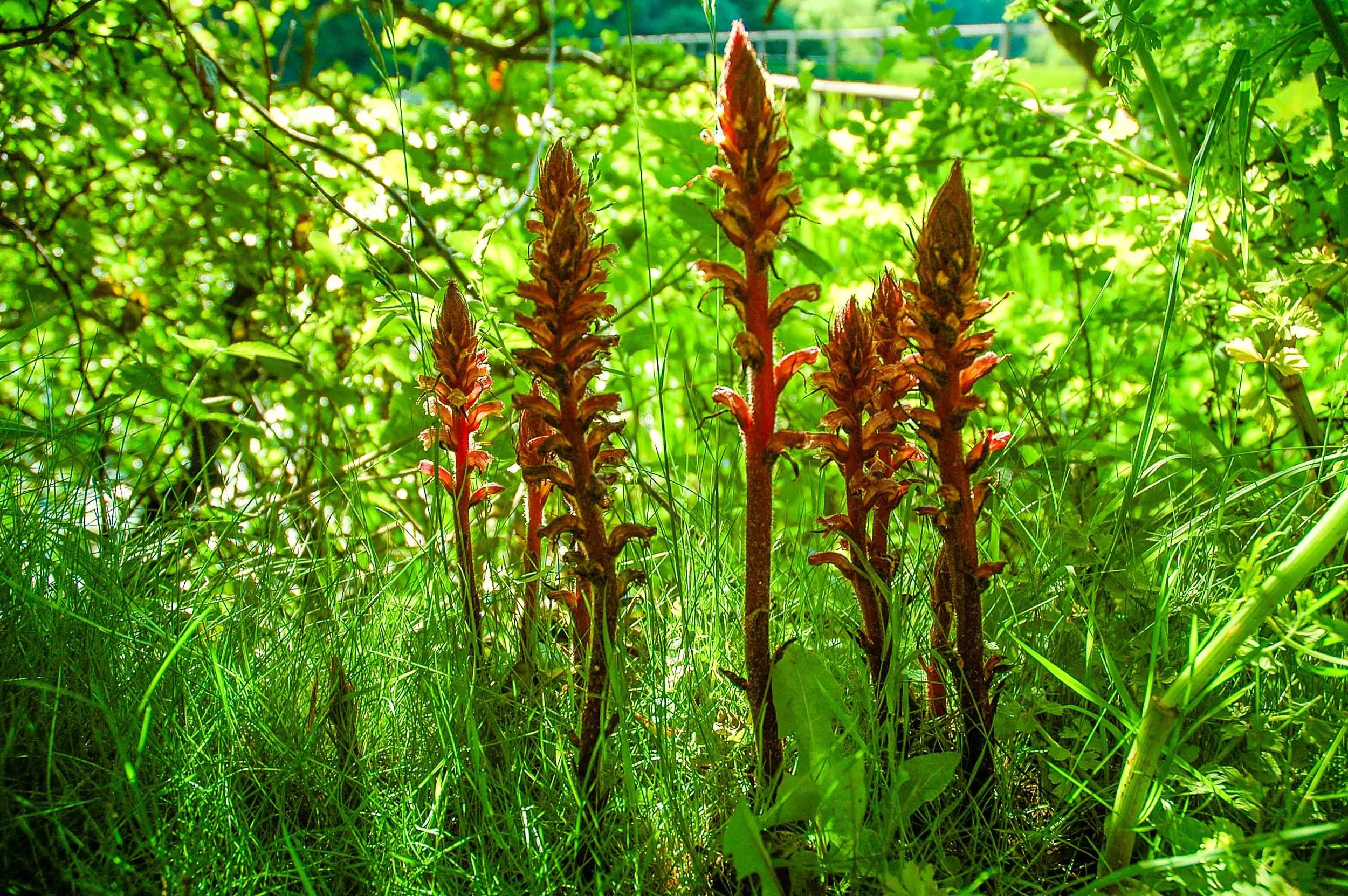 Ivy broomrape ?
