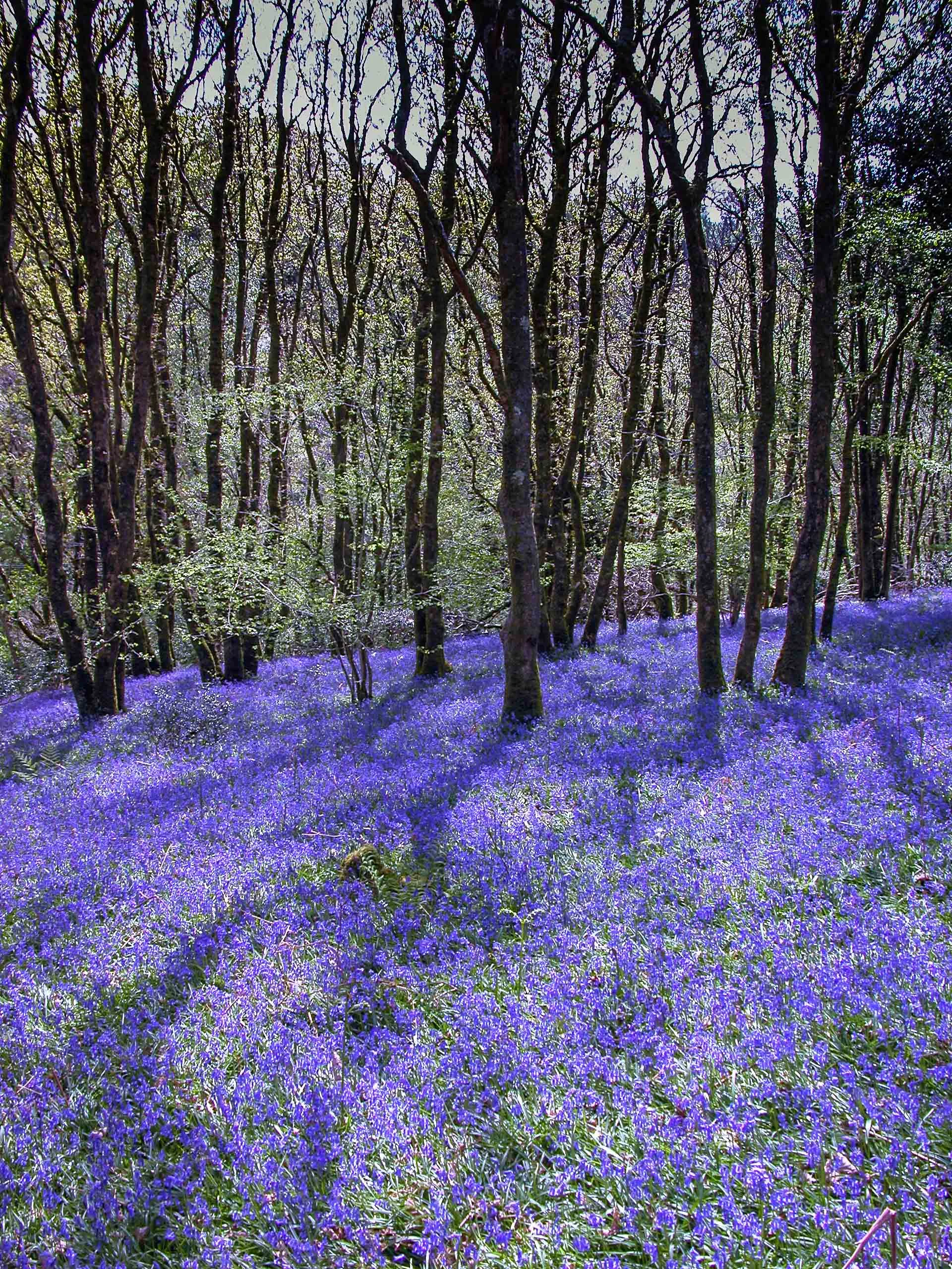 bluebell wood portrait1.JPG
