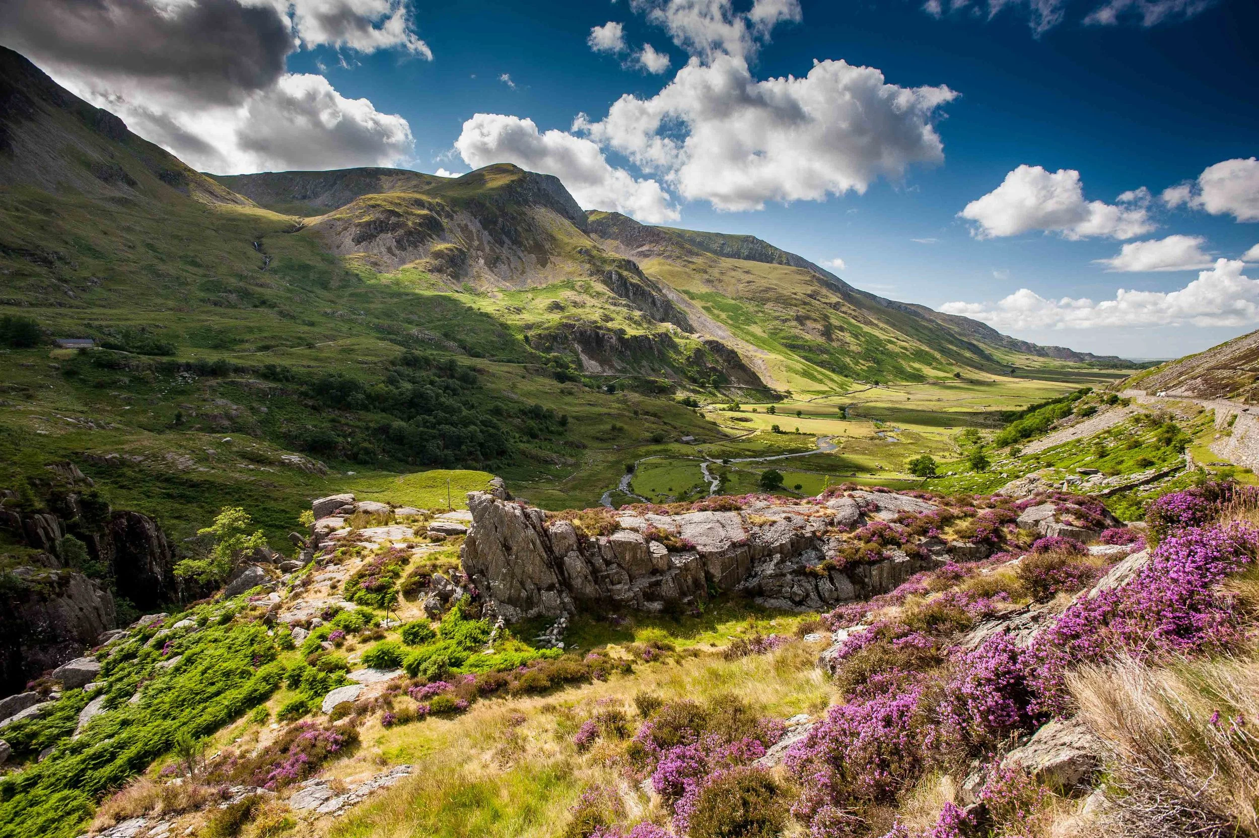 Purple summer heather - Nant Francon pass 