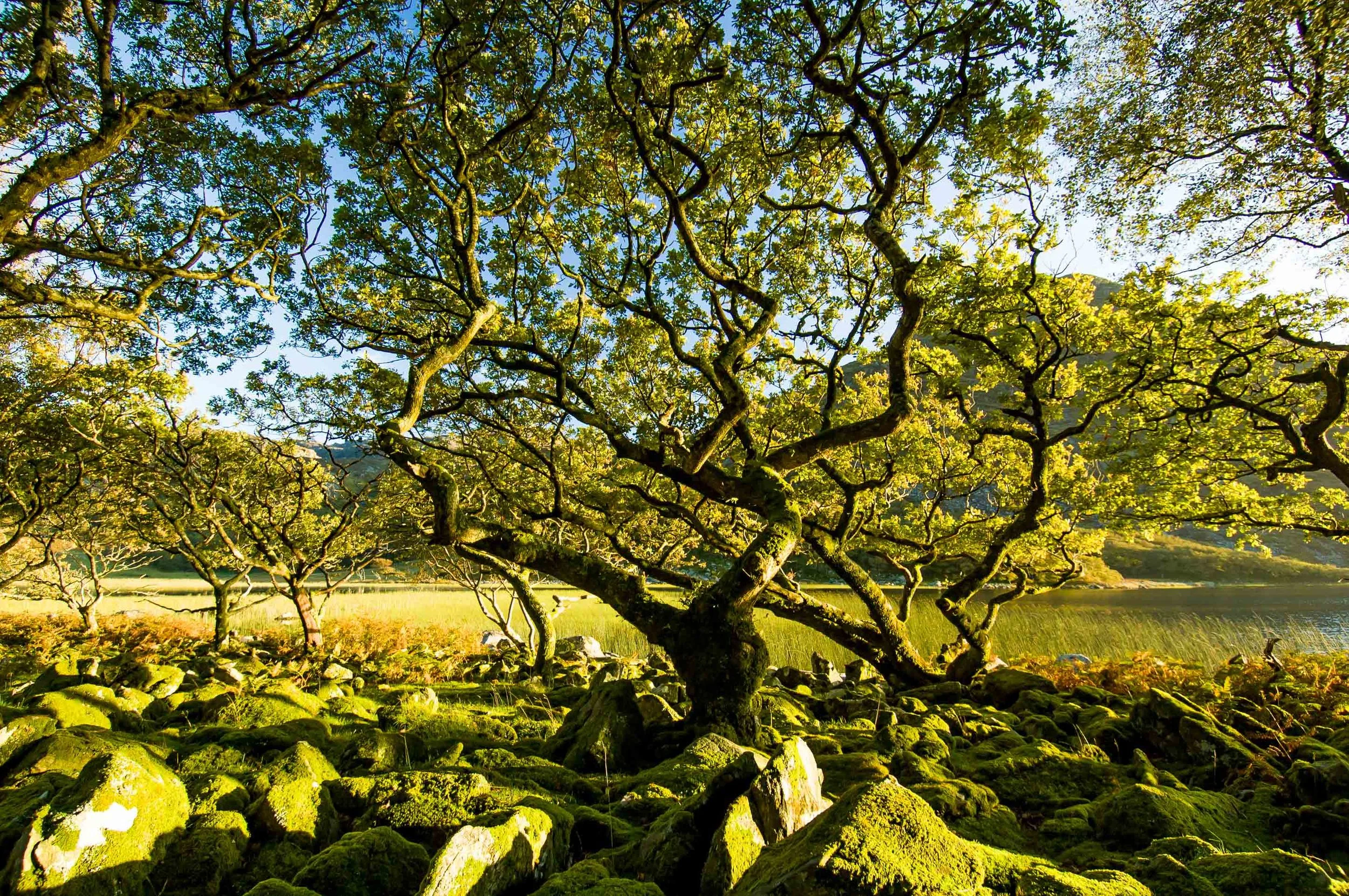A place where trees grow on rocks