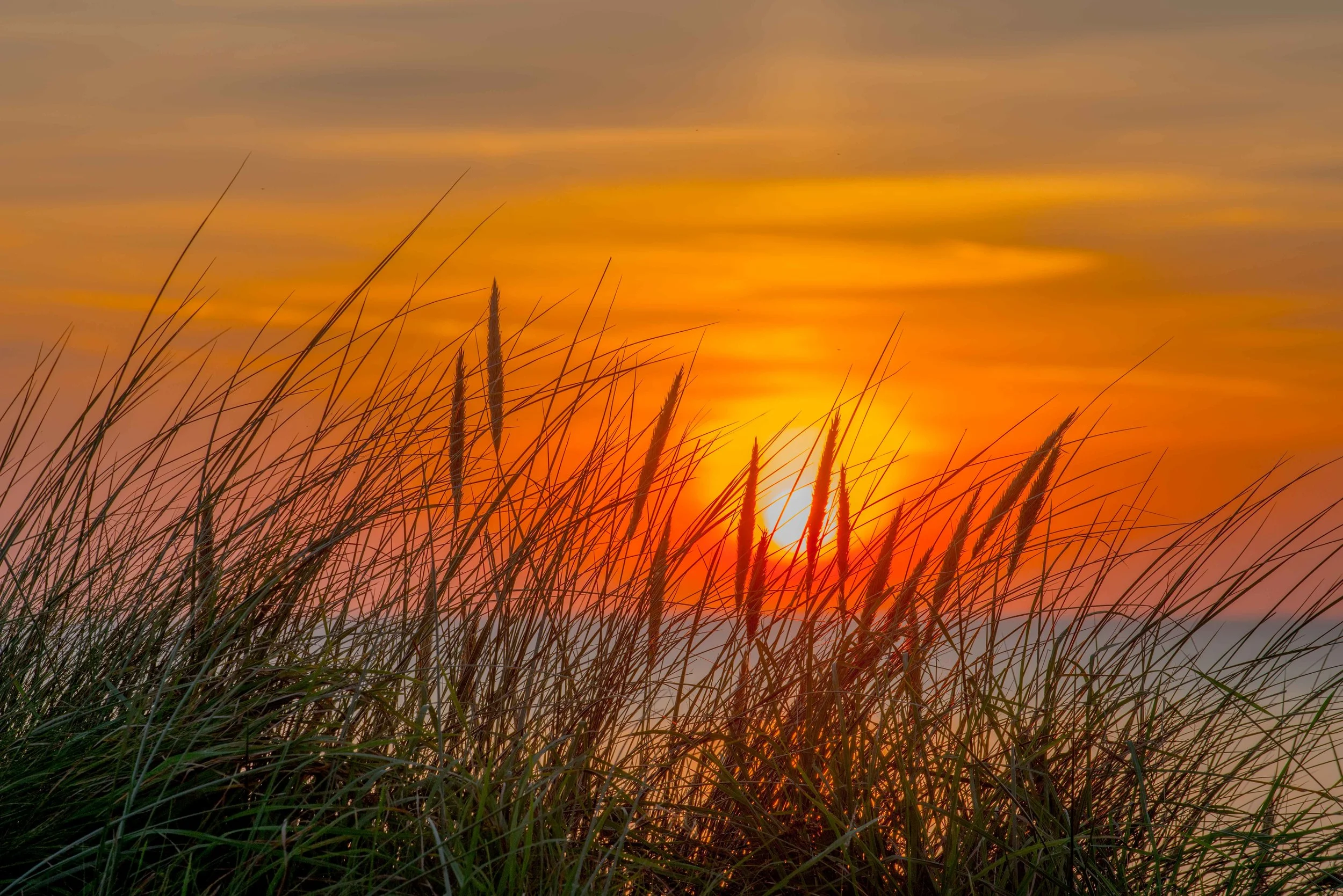 Dune