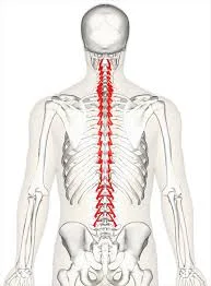 spine.jpg