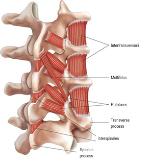 multifidusandotherstabilizers2017.png