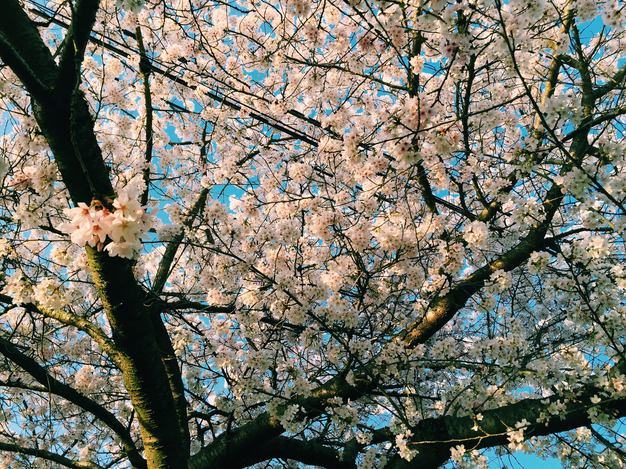 Spring in Seattle