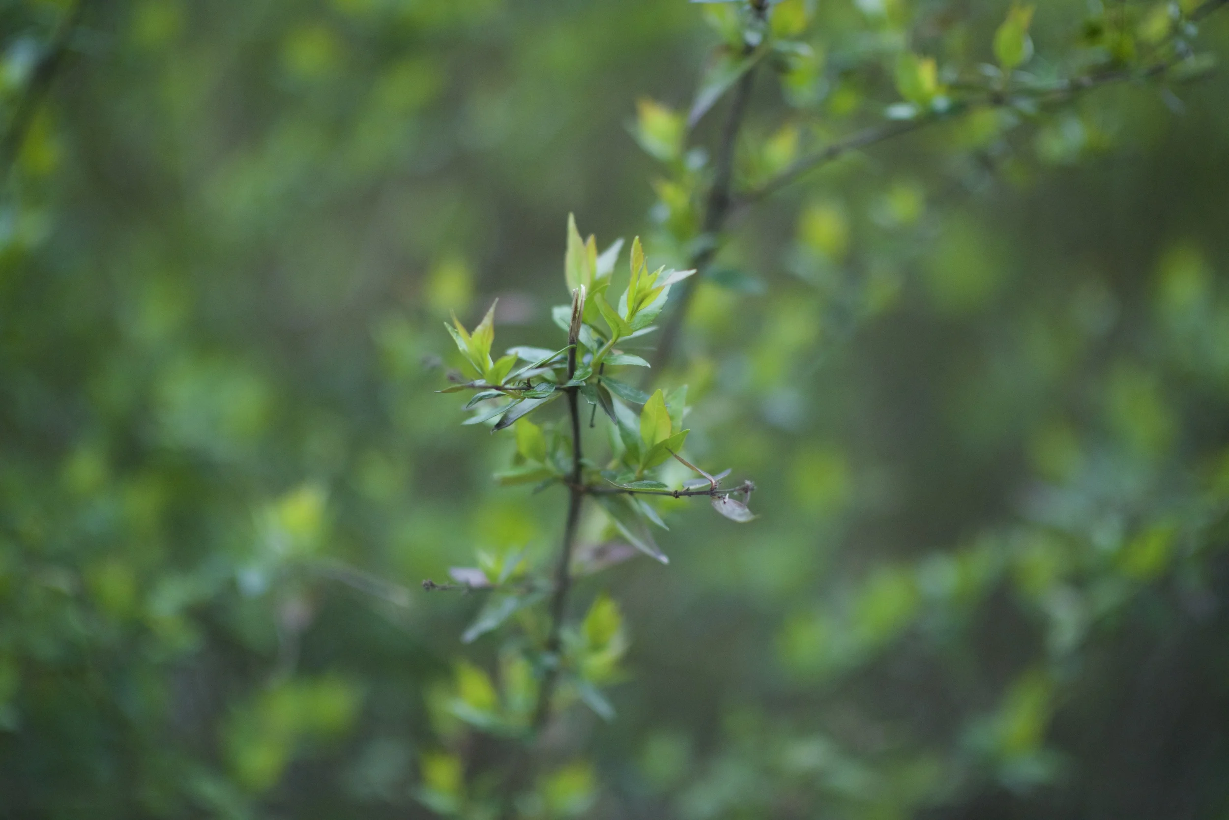 DSC_0575.jpg
