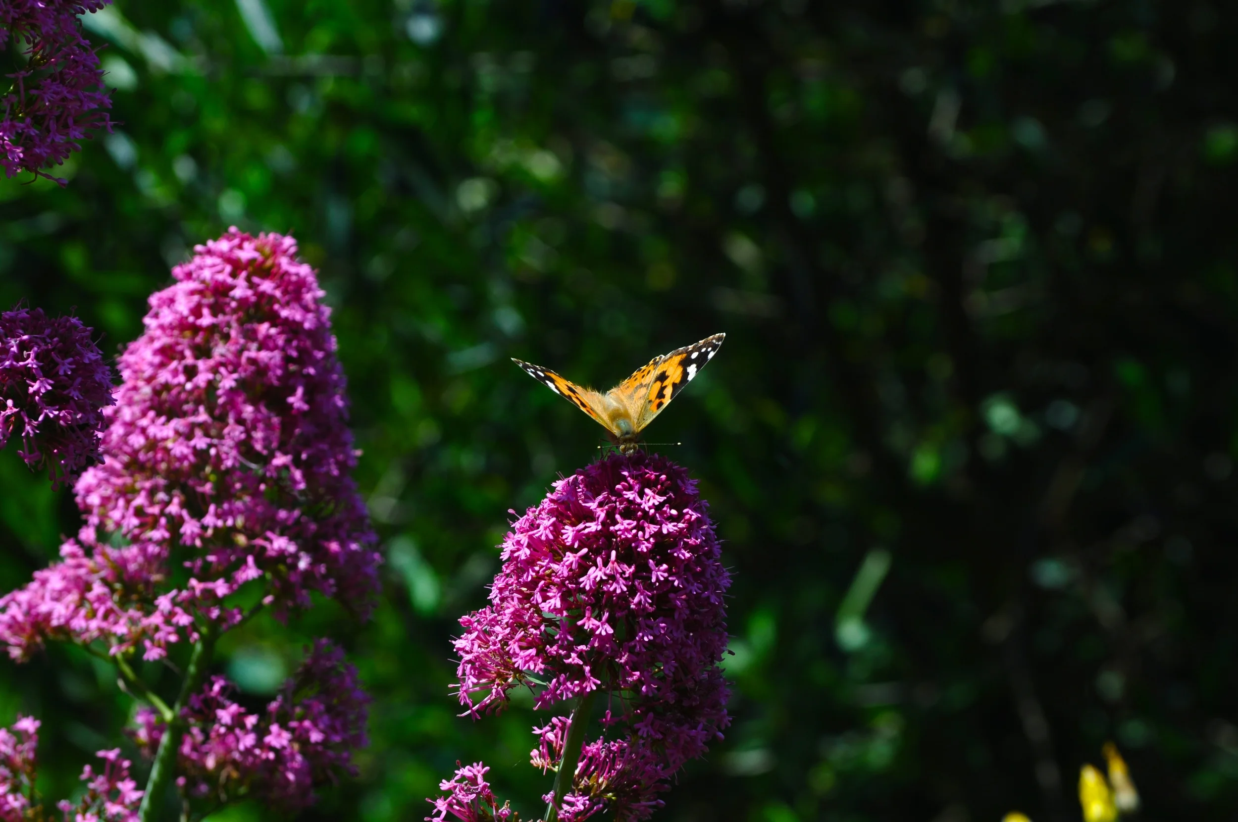DSC_0639.JPG