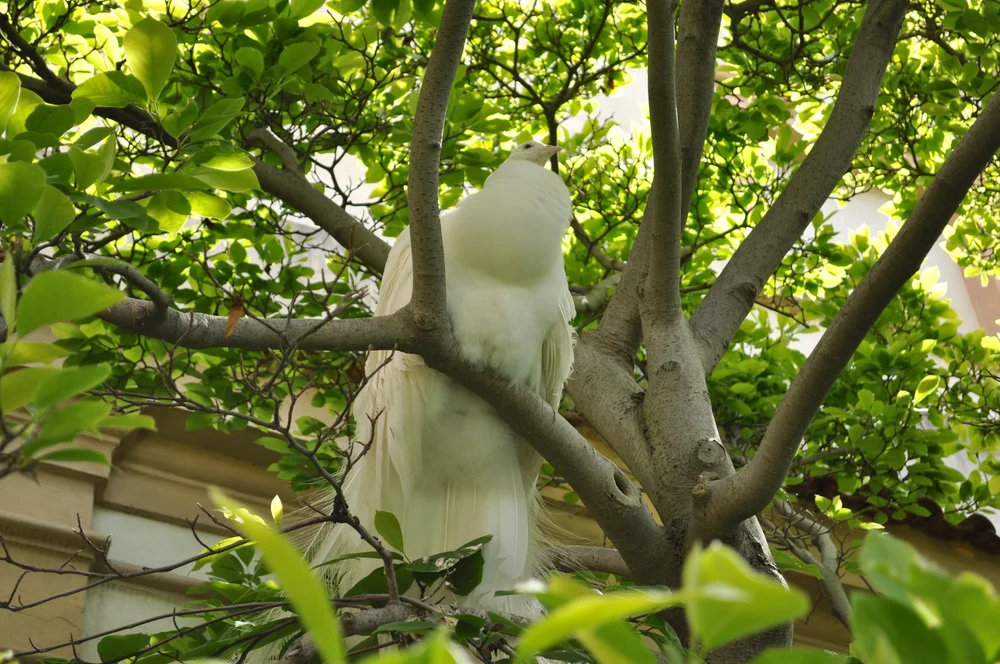 DSC_0261.JPG