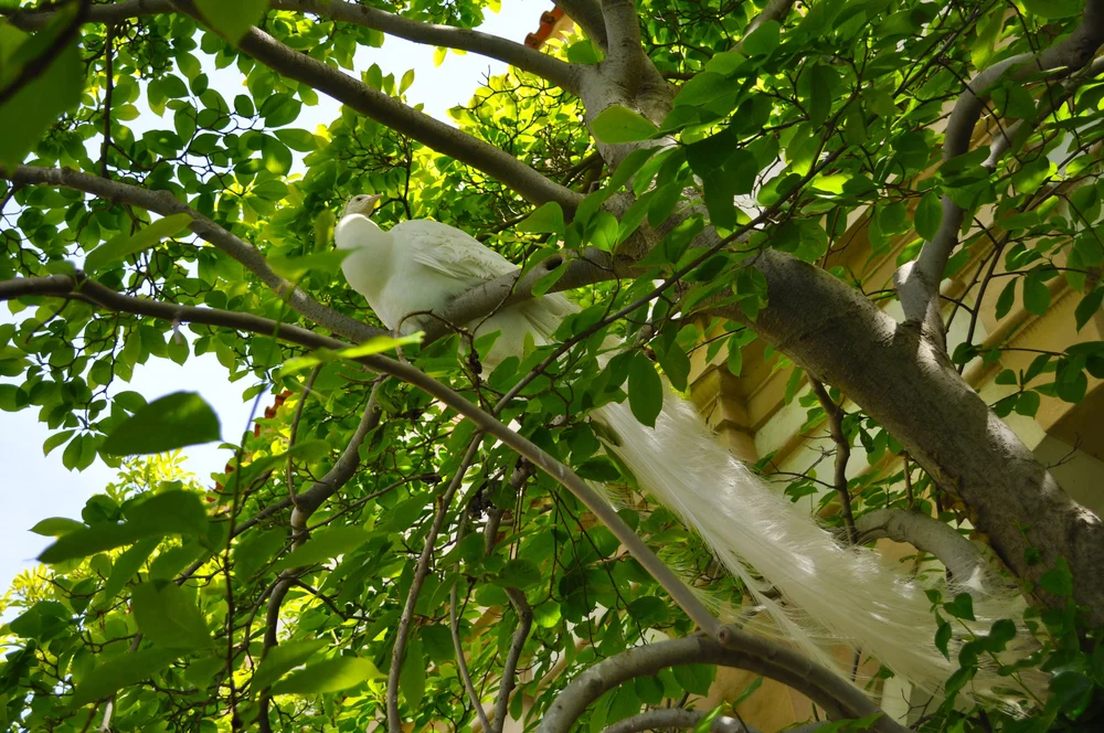 DSC_0267.JPG