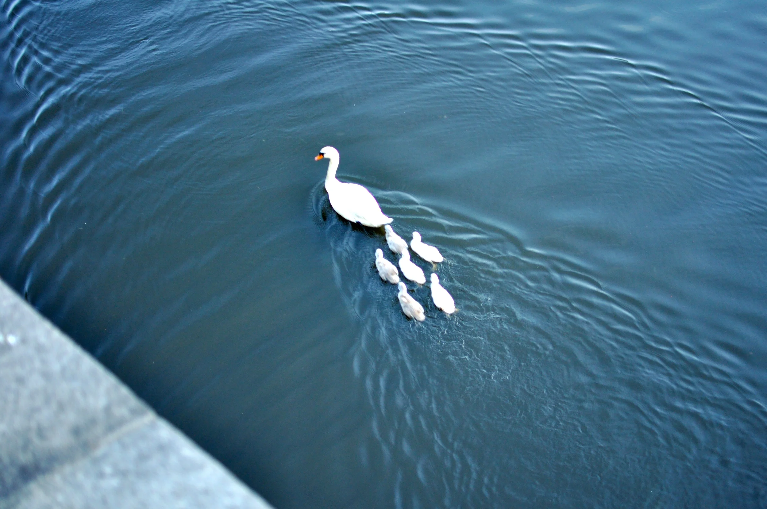 DSC_0454.JPG