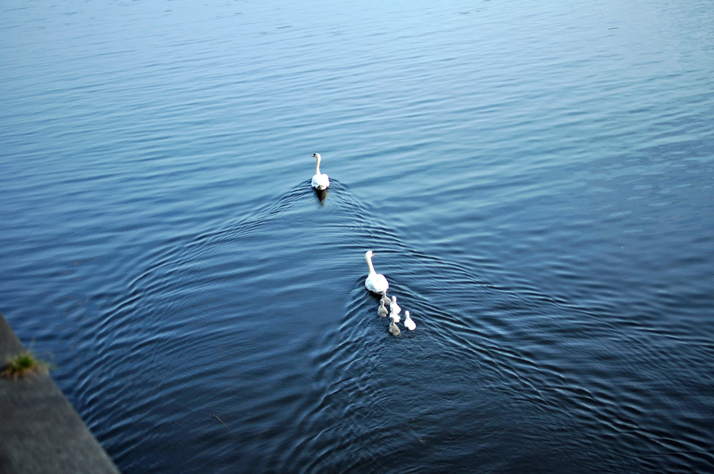 DSC_0456.JPG