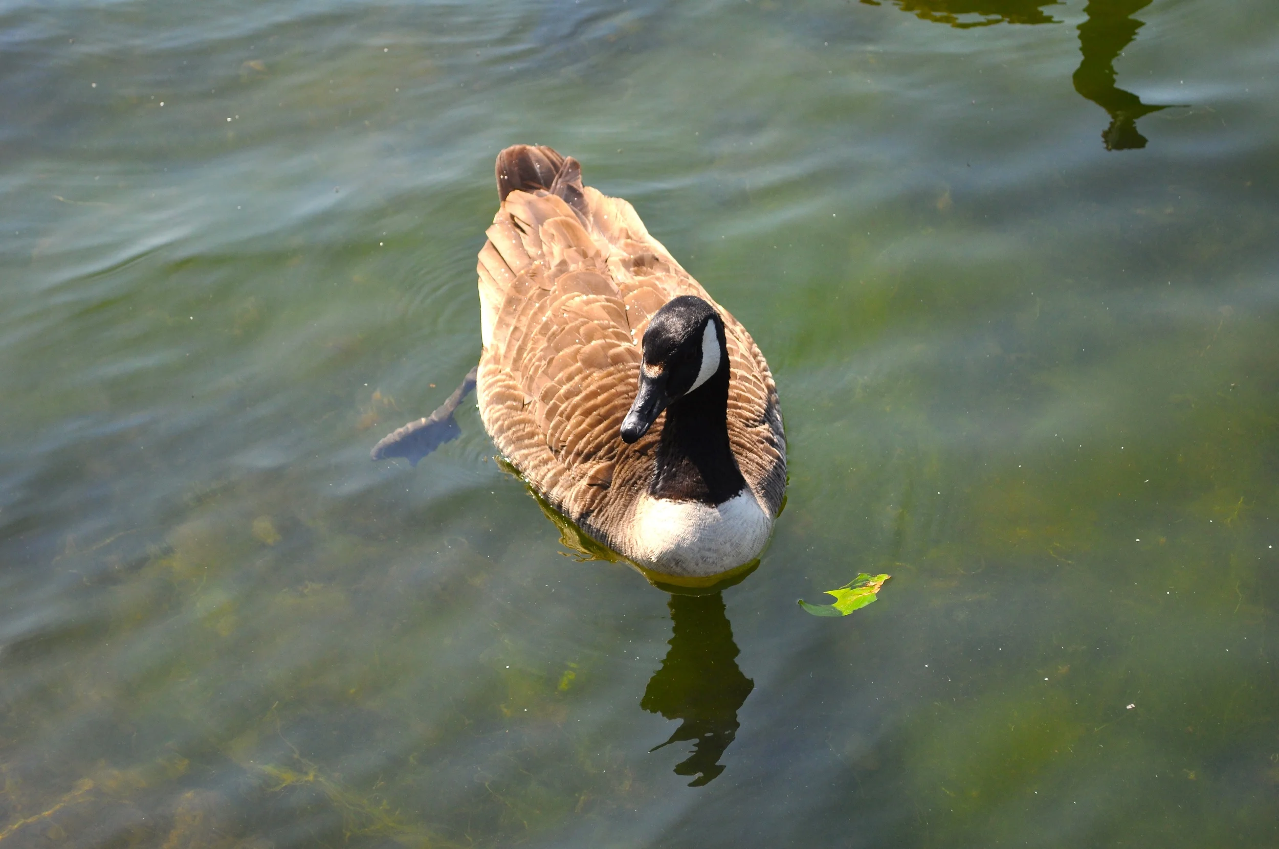 DSC_0531.JPG