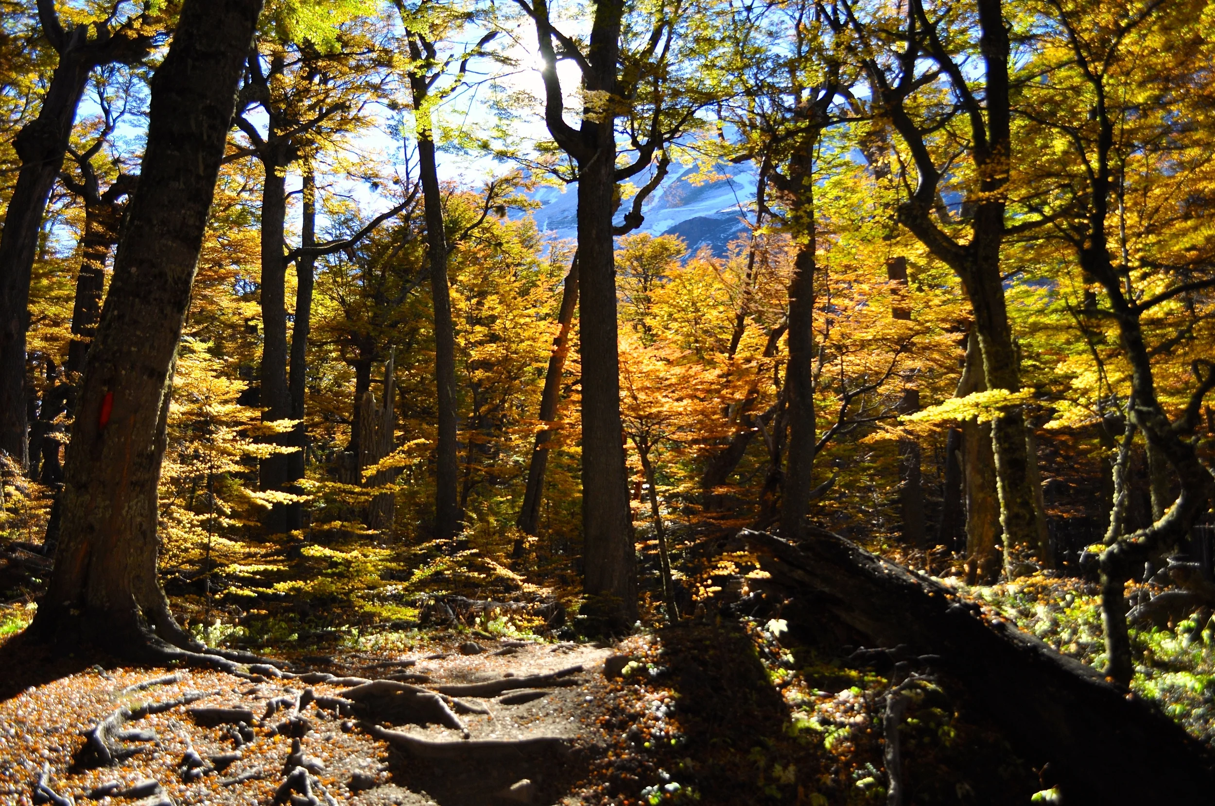 DSC_1265.JPG