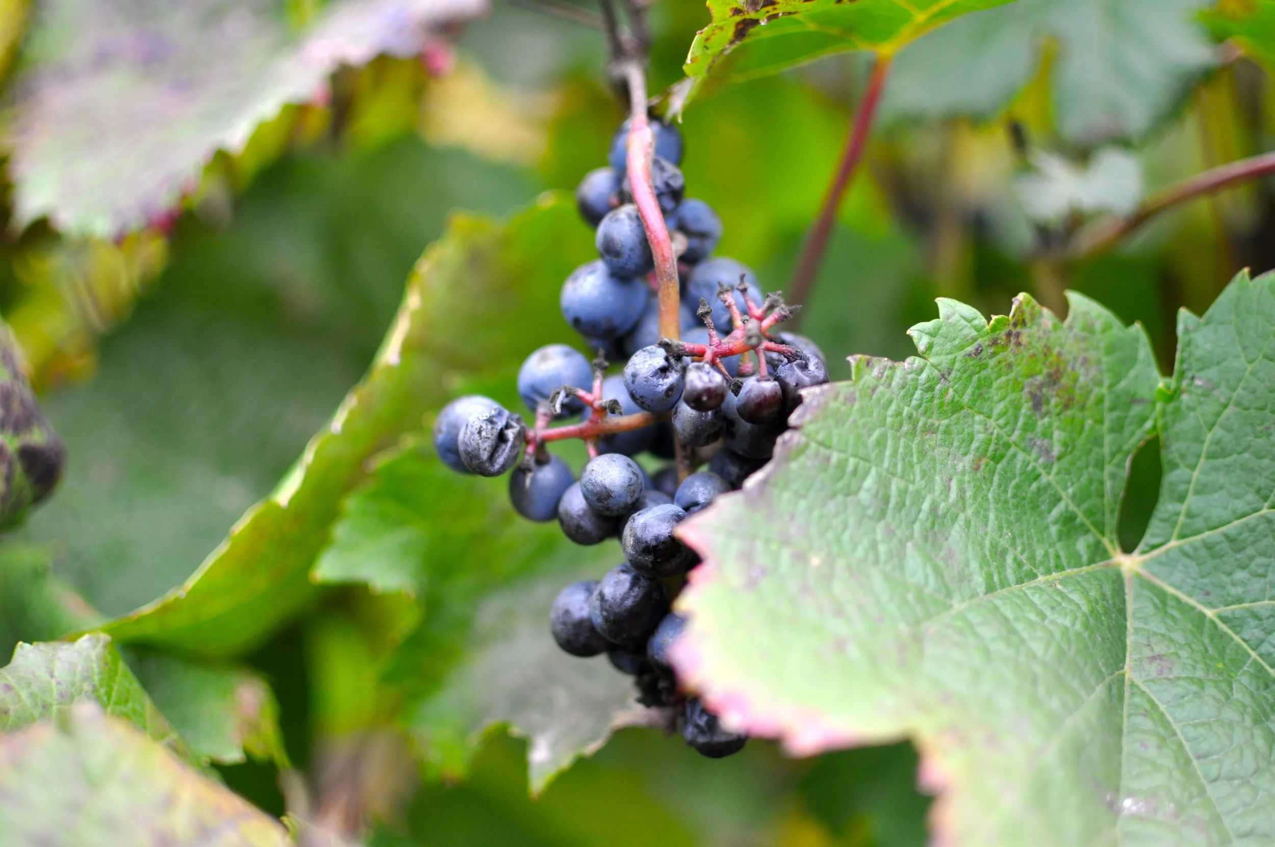 DSC_1358.JPG