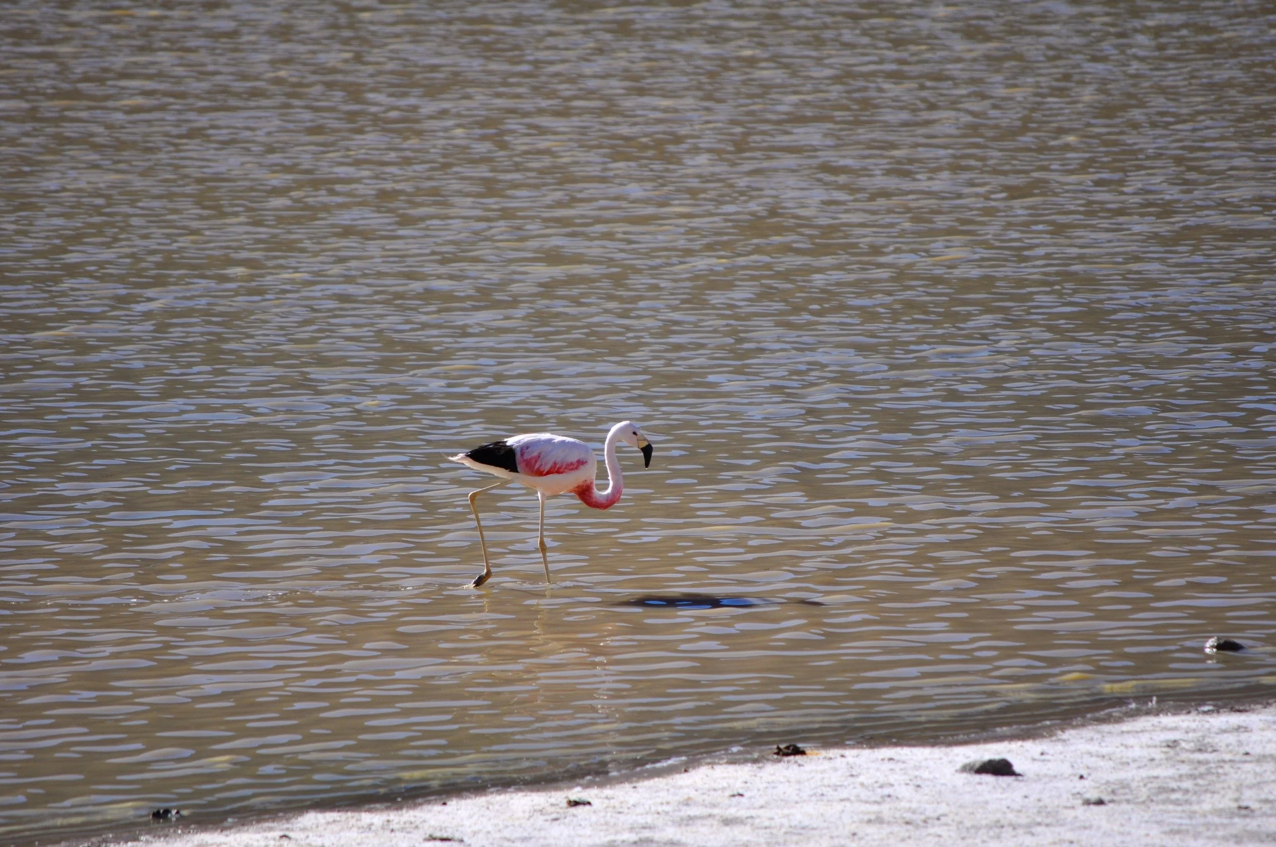 DSC_0439.JPG