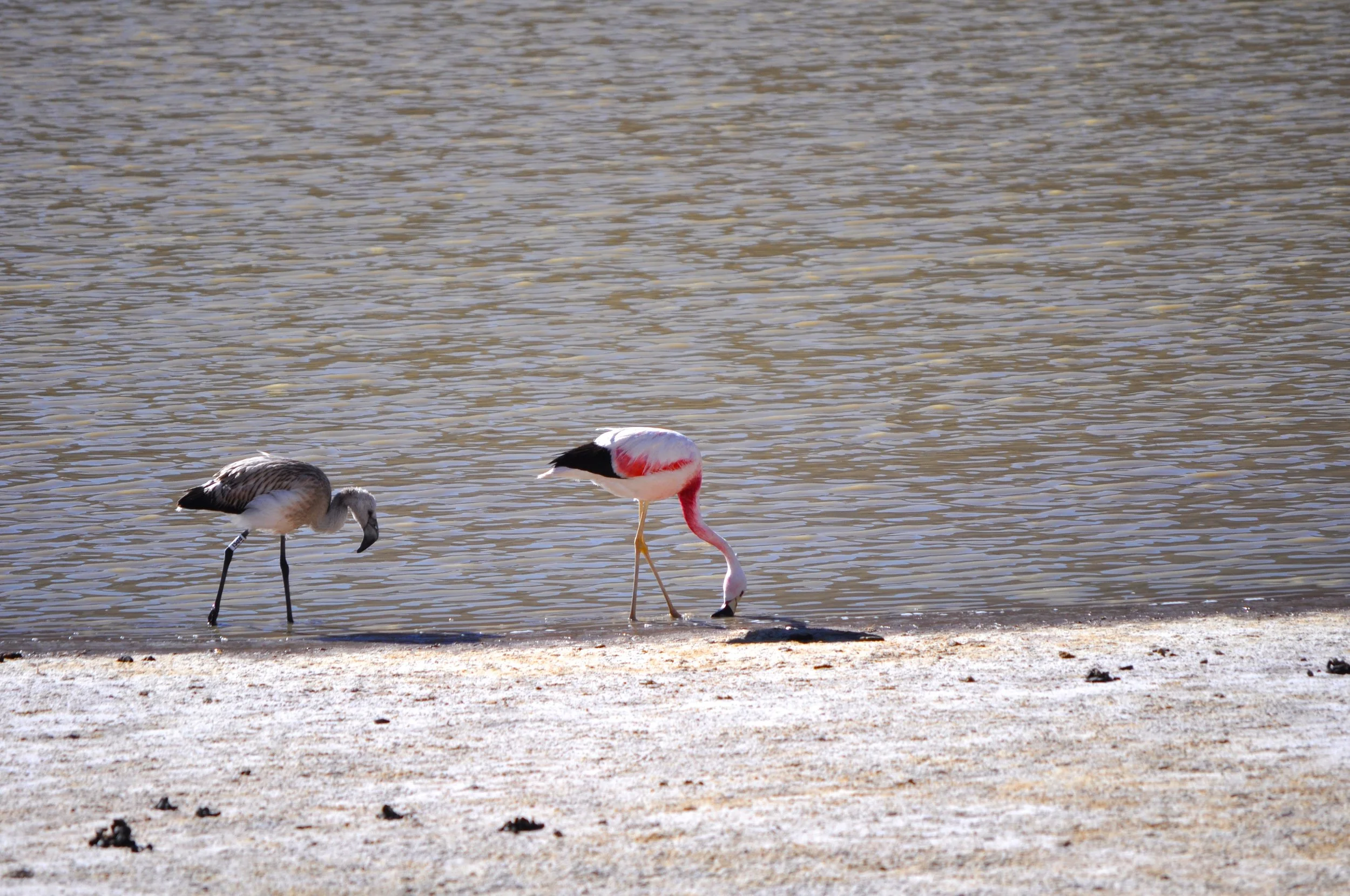 DSC_0433.JPG