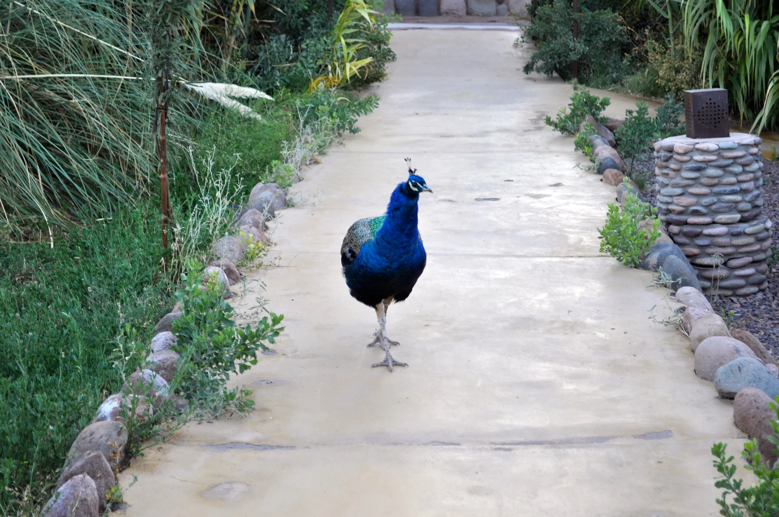 DSC_1623.JPG