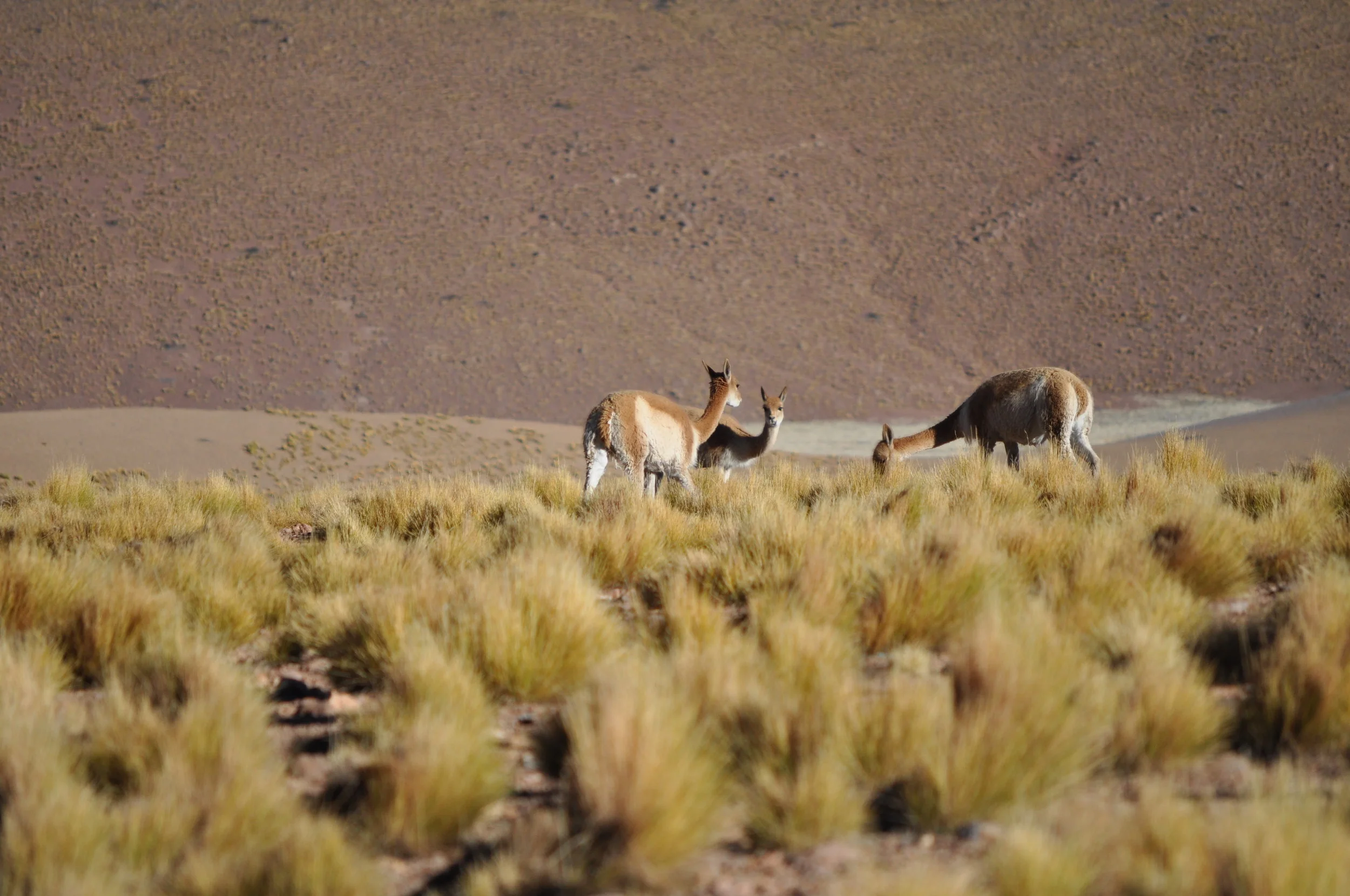 DSC_0353.JPG