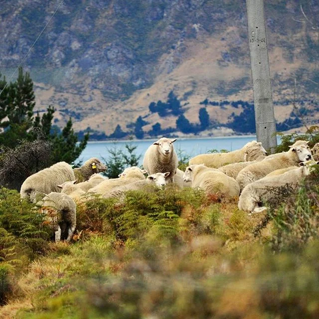 New Zealand - February 2014 🐑 #newzealand🇳🇿 #travel #travelphotography