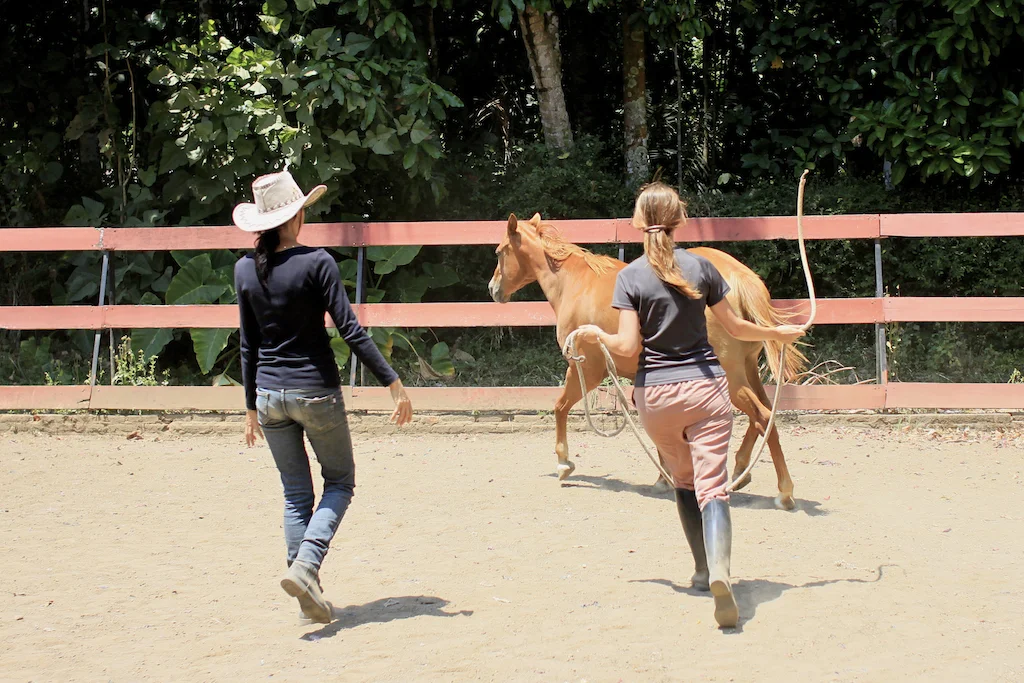 Natural horsemanship at Havana Horses, Salatiga.