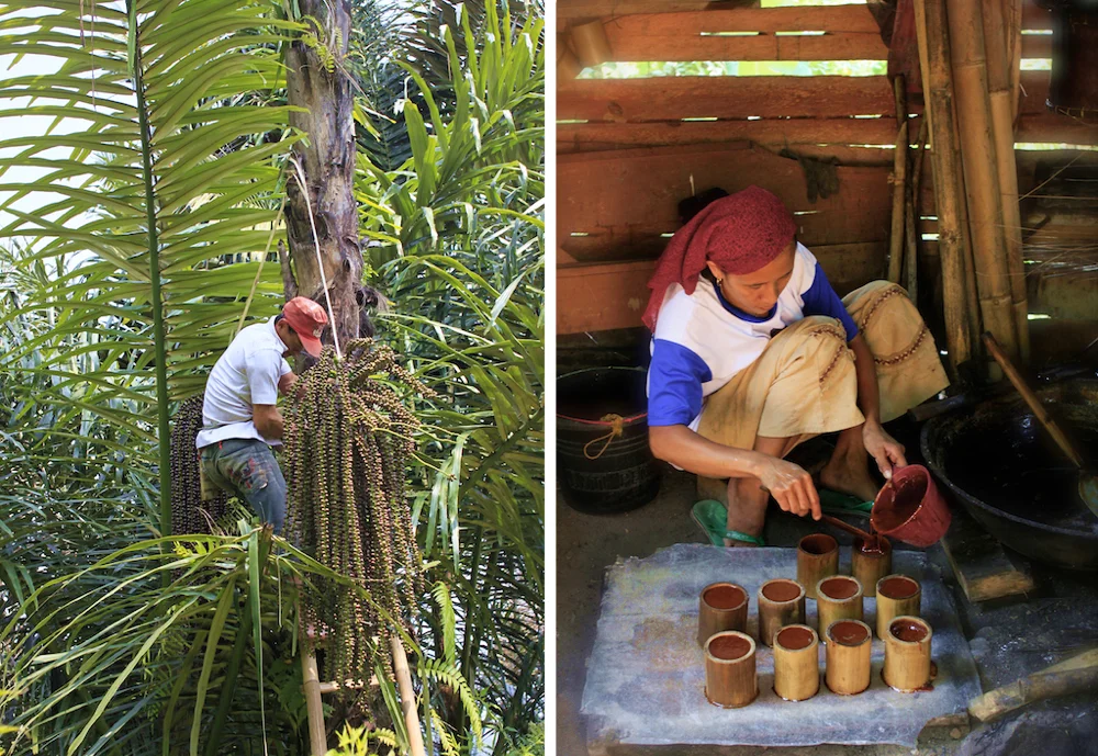 Harvesting and preparing palm sugar in Cianjur, Java.
