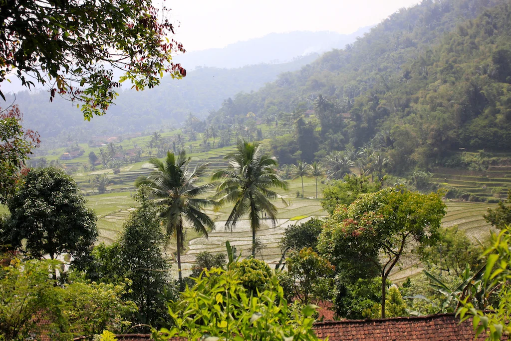 Rice terraces in Cianjur, Java.