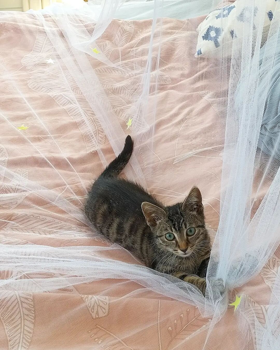 Pippin testing whether my mosquito net also keeps out cats. Spoiler alert: it doesn't. 🐱

#pippinthebold #catsofinstagram #cats #kitty #cat #fosterkitten #adoptdontshop #feline #catsofig #catlover #catlady #crazycatlady #lovecats #catsnotkids #home 