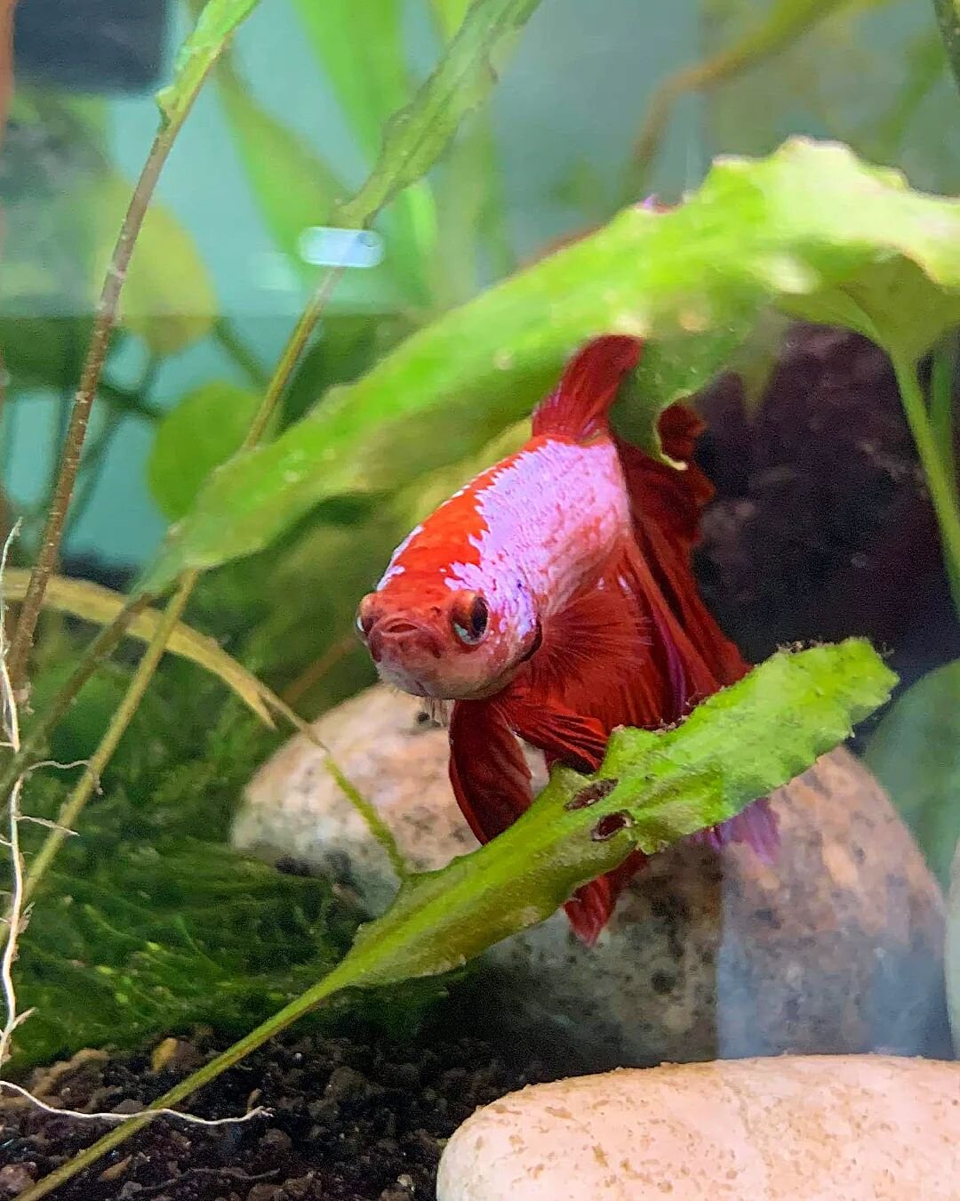 A year since this beautiful, grumpy boy left us forever and I still miss him every day. Rest in peace little man 💔

#troilusthemighty #fish #betta #bettafish #troilus #fishlover #kampfisk #siamesefightingfish #fightingfish #vis #pet #huisdier #pets 
