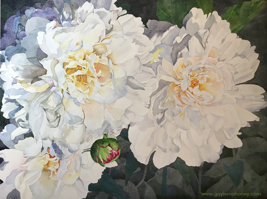 Peonies, 24x18", watercolor on hot press Arches paper