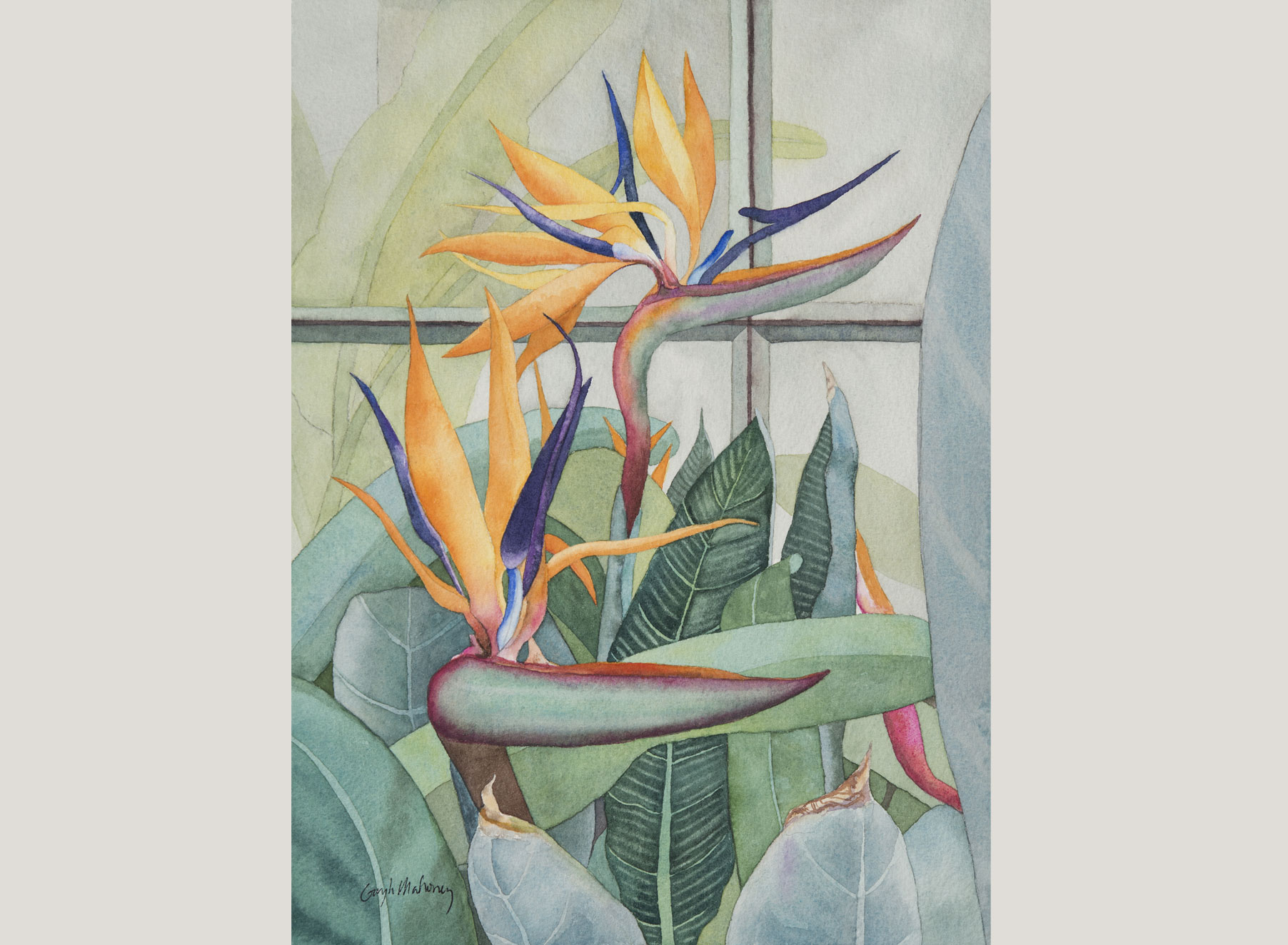 Birds of Paradise
