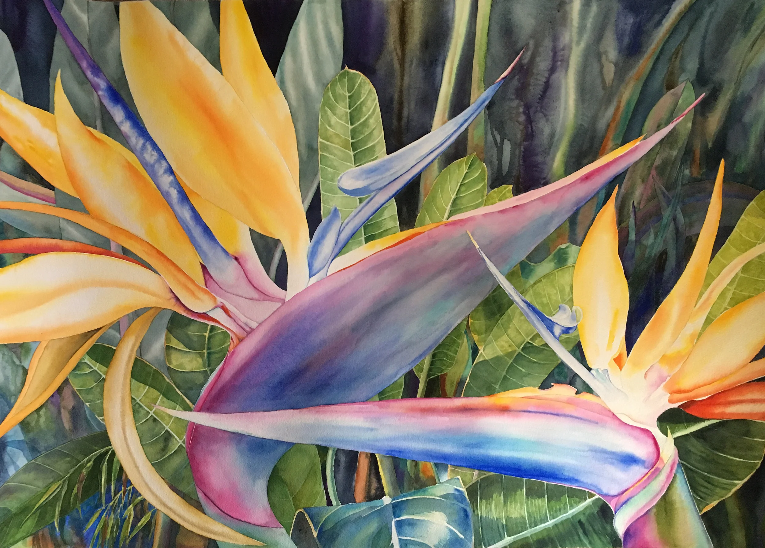 Birds of Paradise , watercolor on paper, 40 x 29.5" © Gayle Mahoney | To purchase, contact Kathryn@clerestoryfineart.com