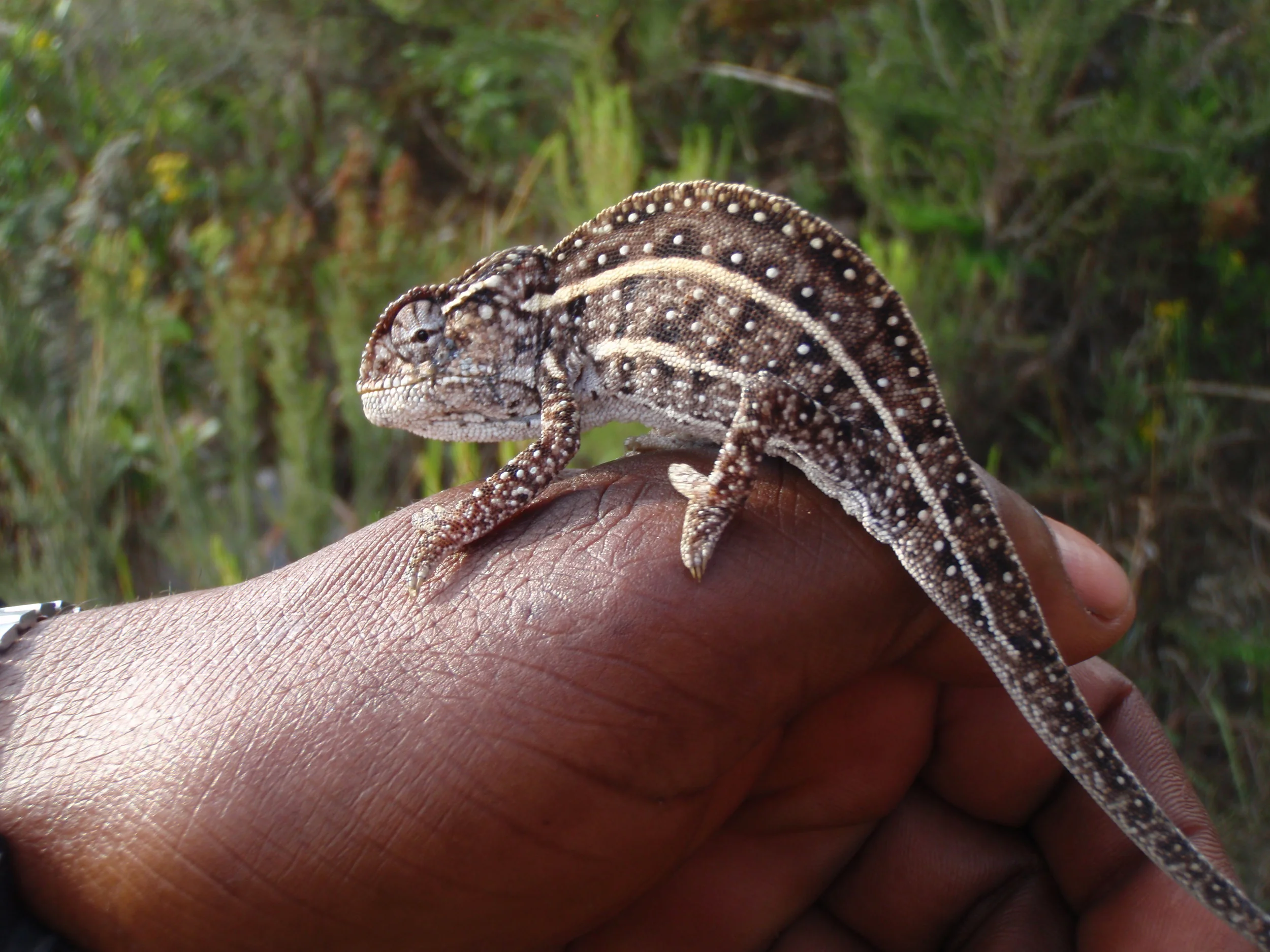Madagascar 068.jpg