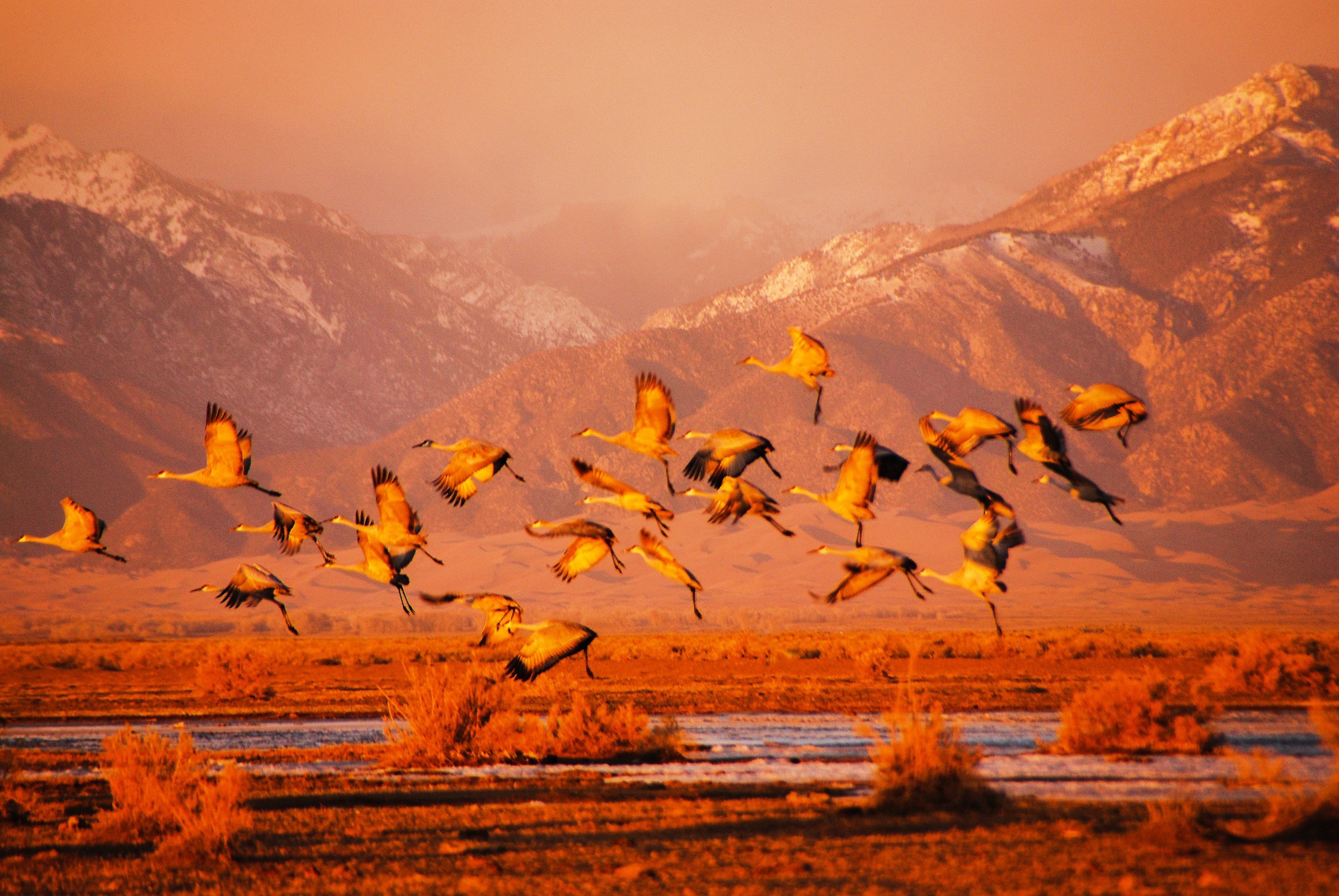 Sandhill Cranes Taking Off From Wetlands Near The Great Dunes