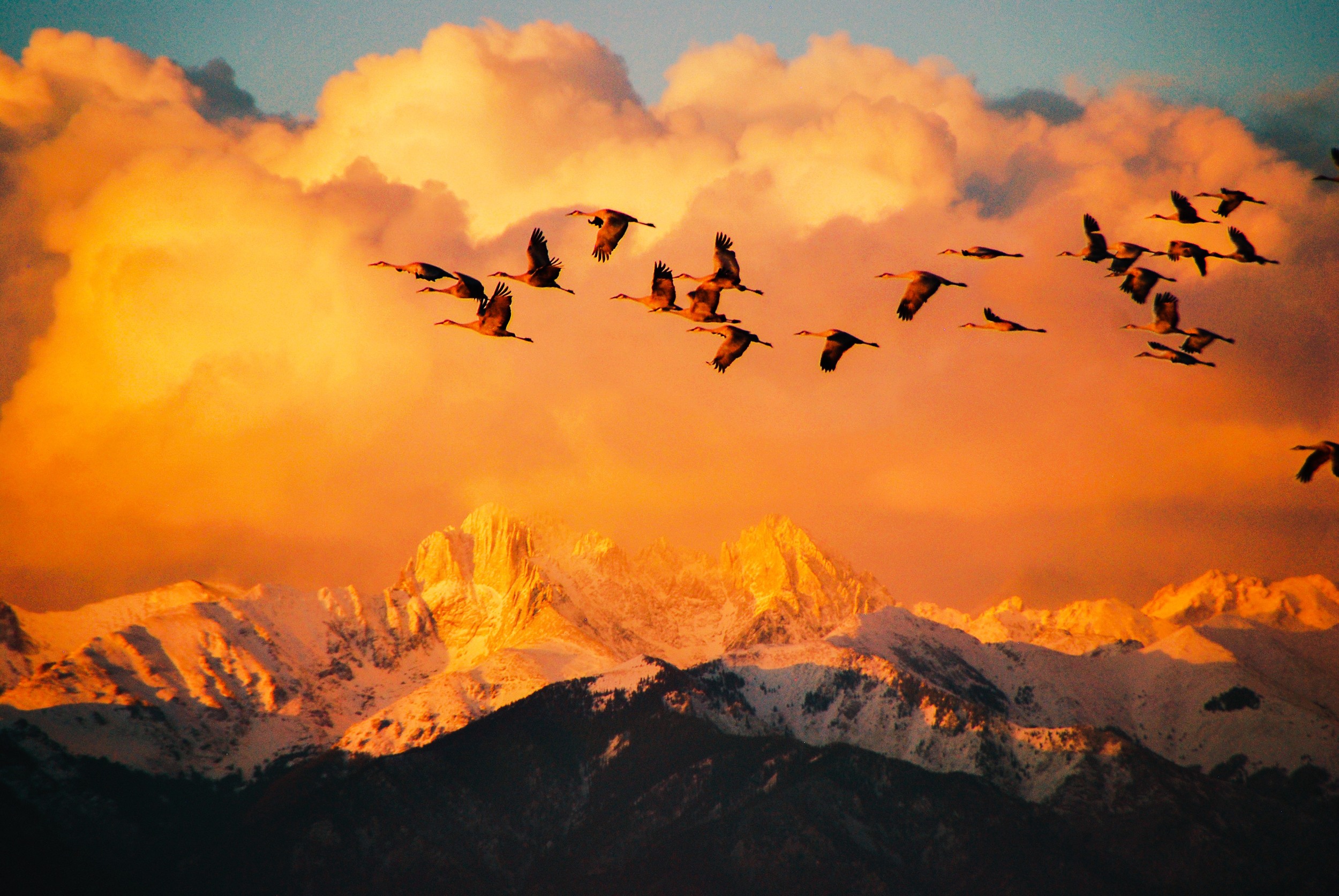 Sandhill Cranes Fly Over Great Sand Dunes National Park